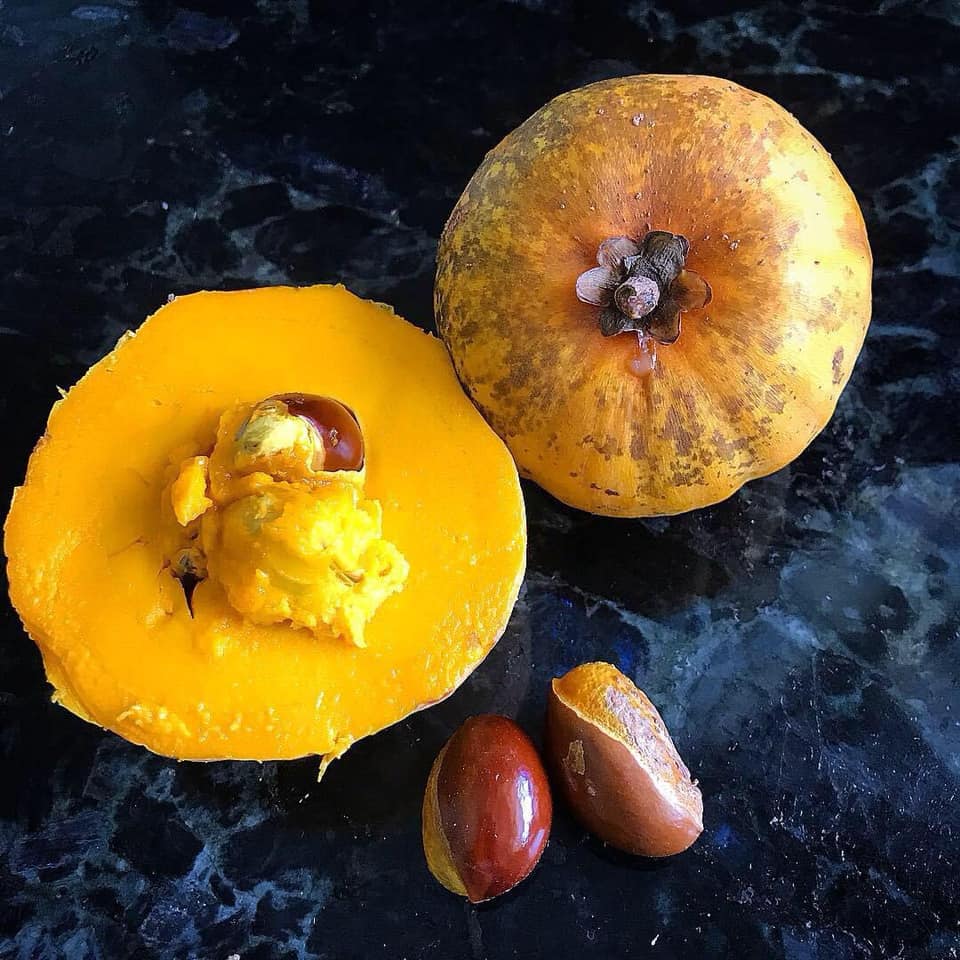 Ross Sapote (Pouteria sp) - 1 germinated seed / 1 gekeimter Samen