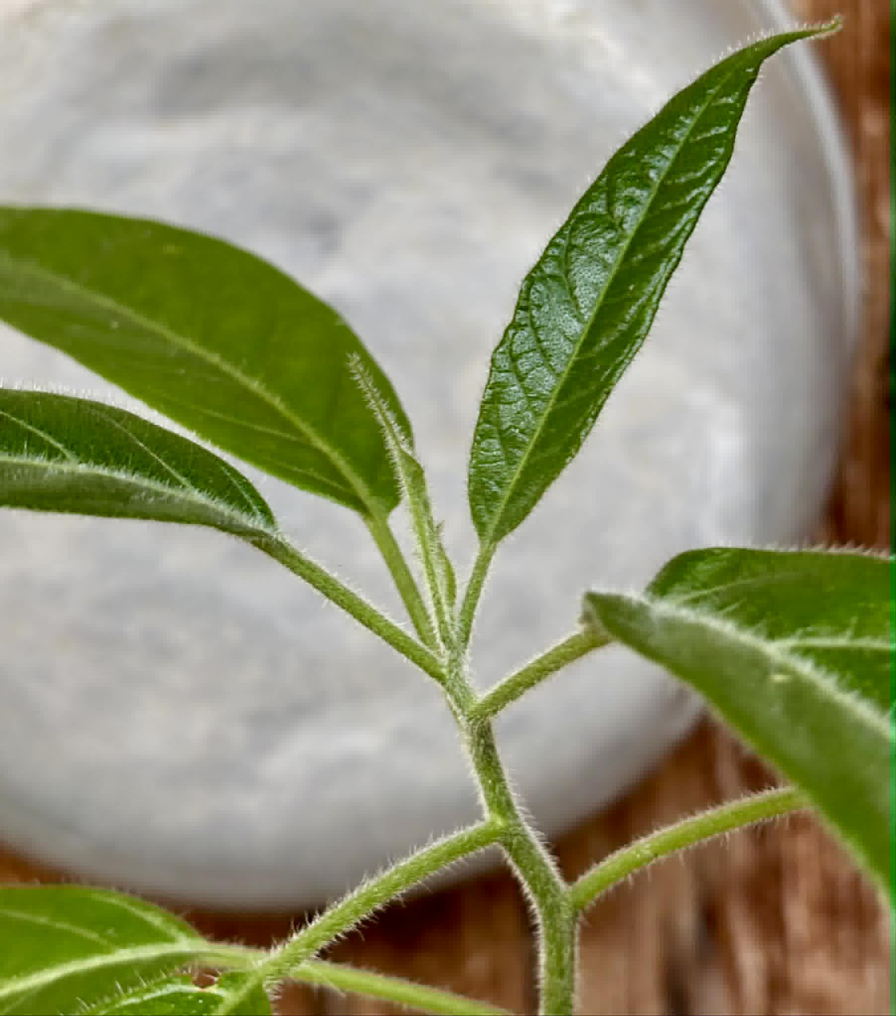 Solanum luridifuscescens - Tomatao Verde Piloso - 1 potted seedling / 1 getopfter Sämling