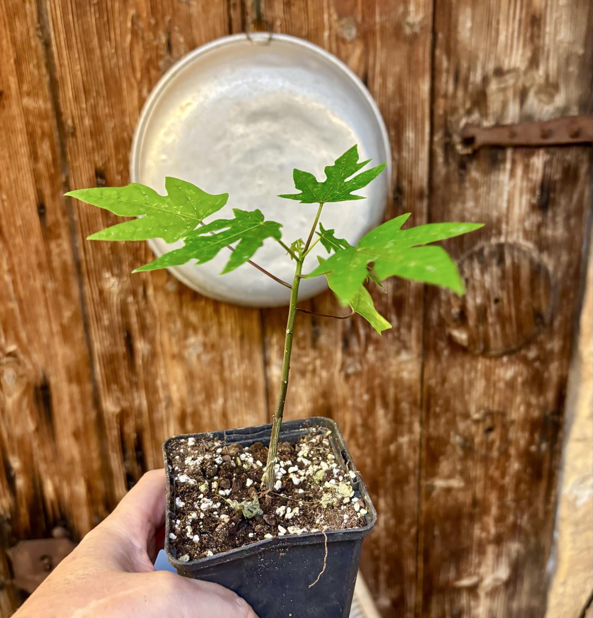 Red Holland Papaya (Carica papaya) - 1 small potted seedling / 1 kleiner, getopfter Sämling