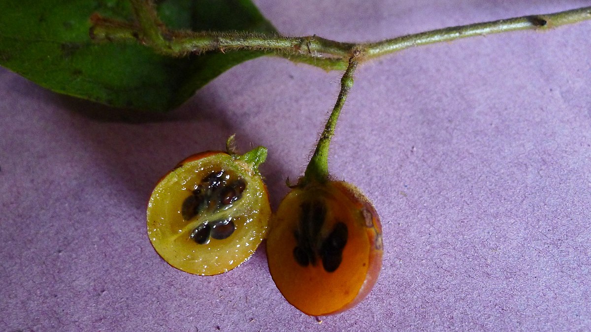 Solanum rumpincola - 1 fresh seed / 1 frischer Samen