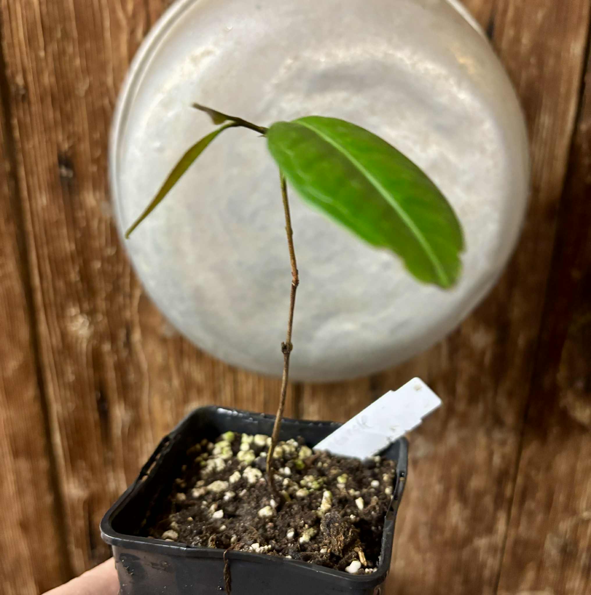 Eugenia sp Abacate -  1 potted seedling / 1 getopfter Sämling