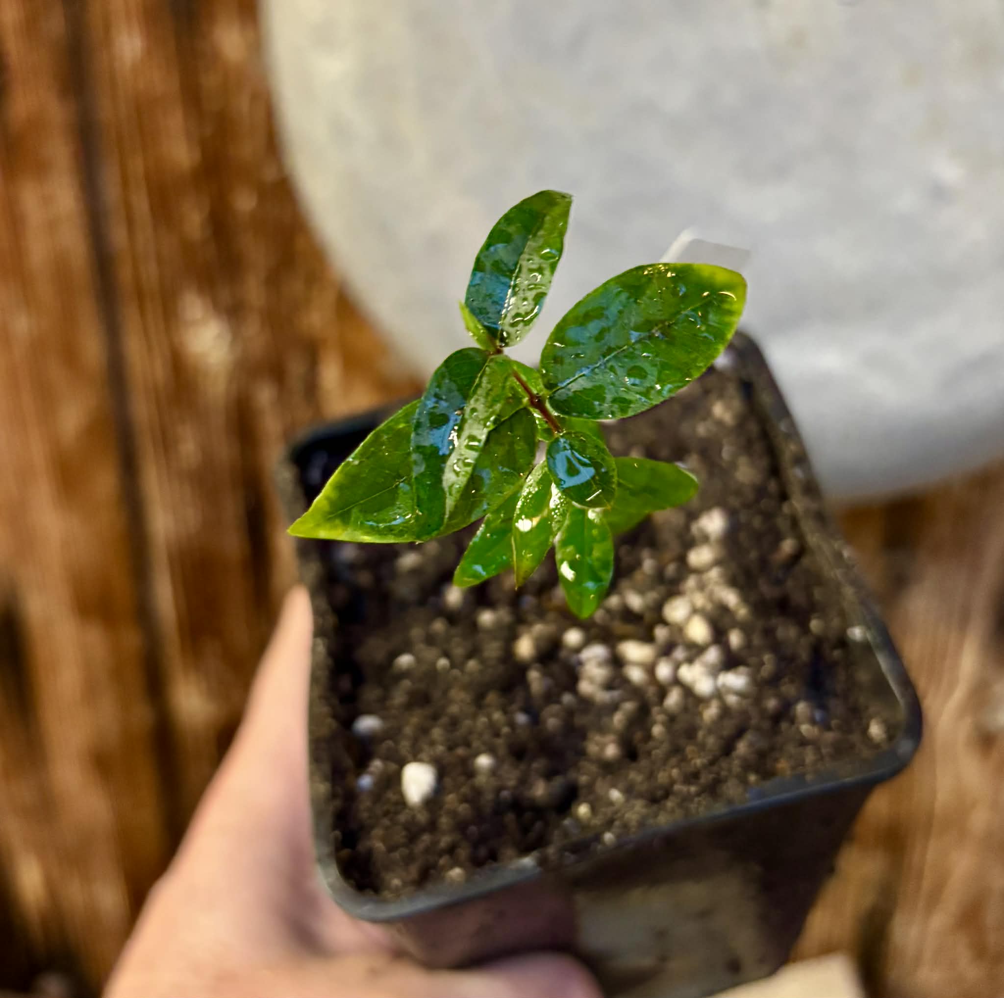 Plinia sp Pai Pedro -  1 small potted seedling / 1 kleiner, getopfter Sämling