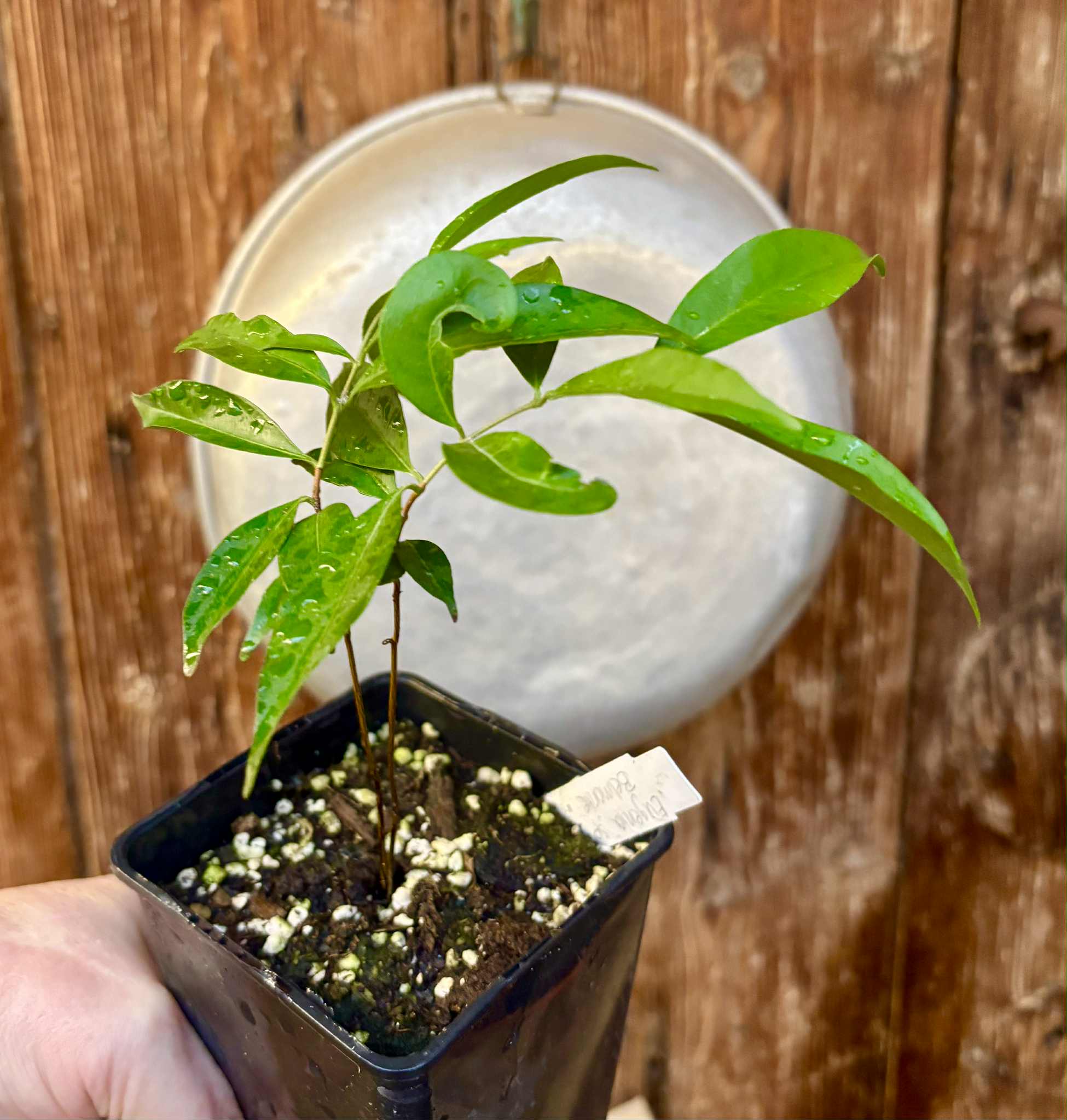 Eugenia sp Belmonte -  1 potted seedling / 1 getopfter Sämling