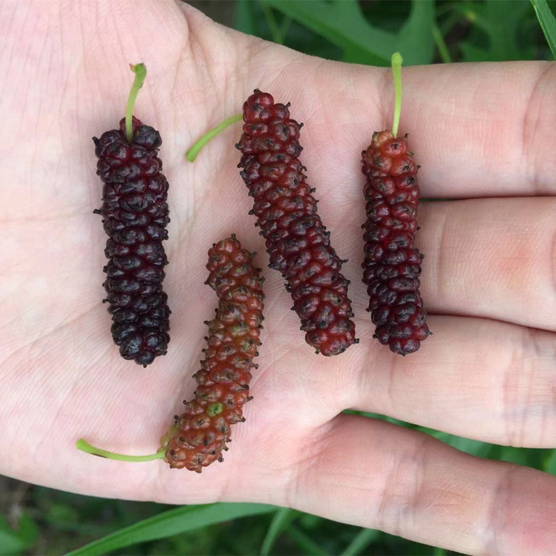 Mulberry Chicken Claw (Morus trilobata) - 1 grafted, potted plant / 1 veredelte, getopfte Pflanze