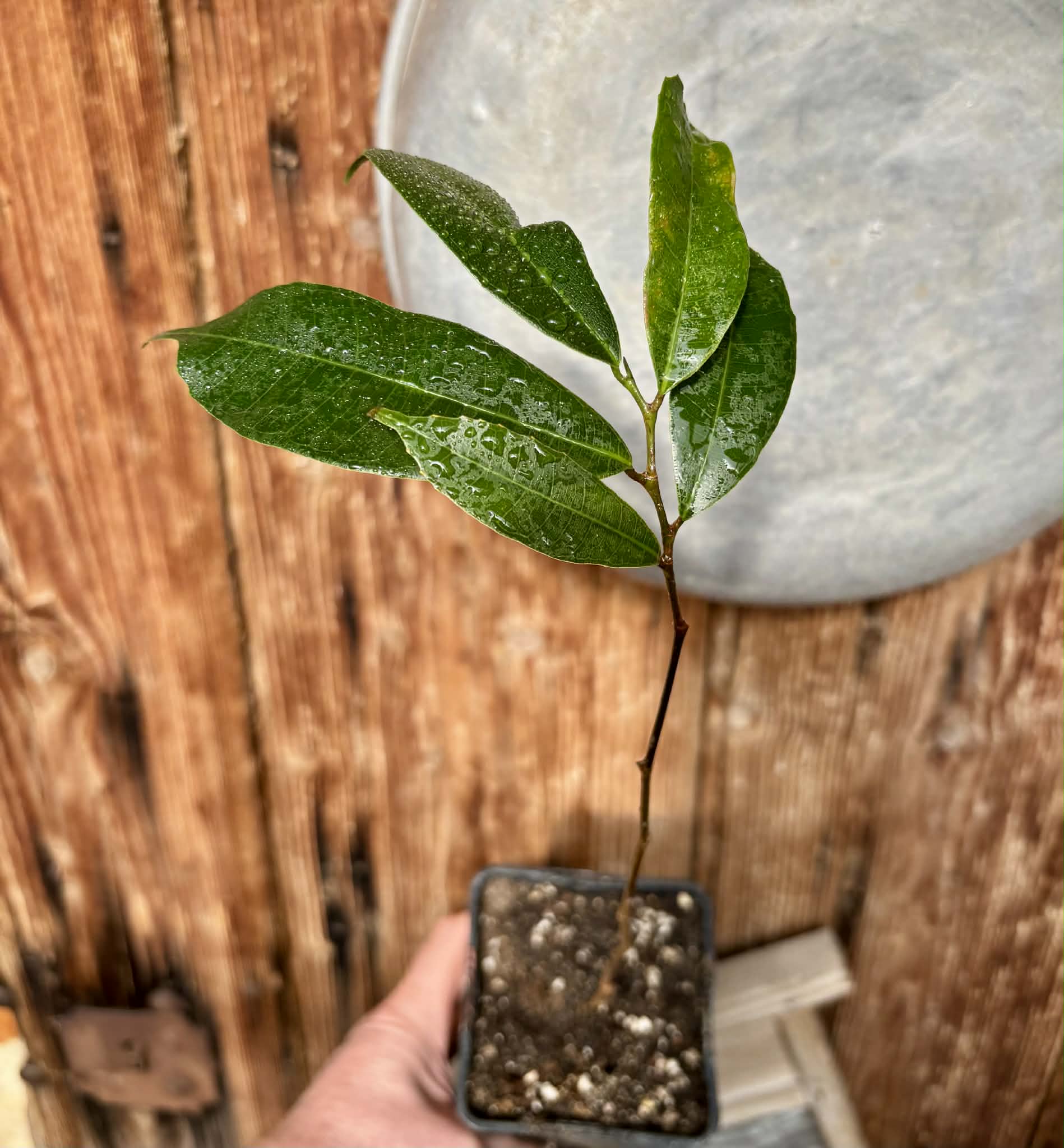 Brosimum alicastrum - Maya nut / Maya Nuss - 1 potted plant / 1 getopfte Pflanze