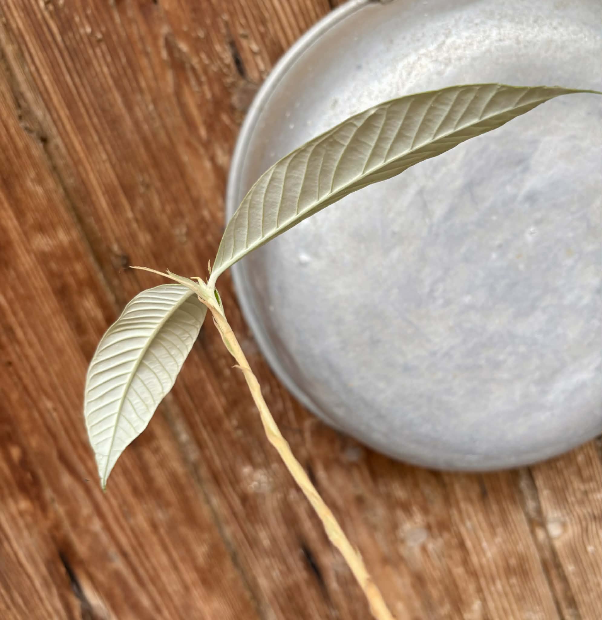 Hybrid Typ A - Eugenia sp Itayuba - 1 potted seedling / 1 getopfter Sämling