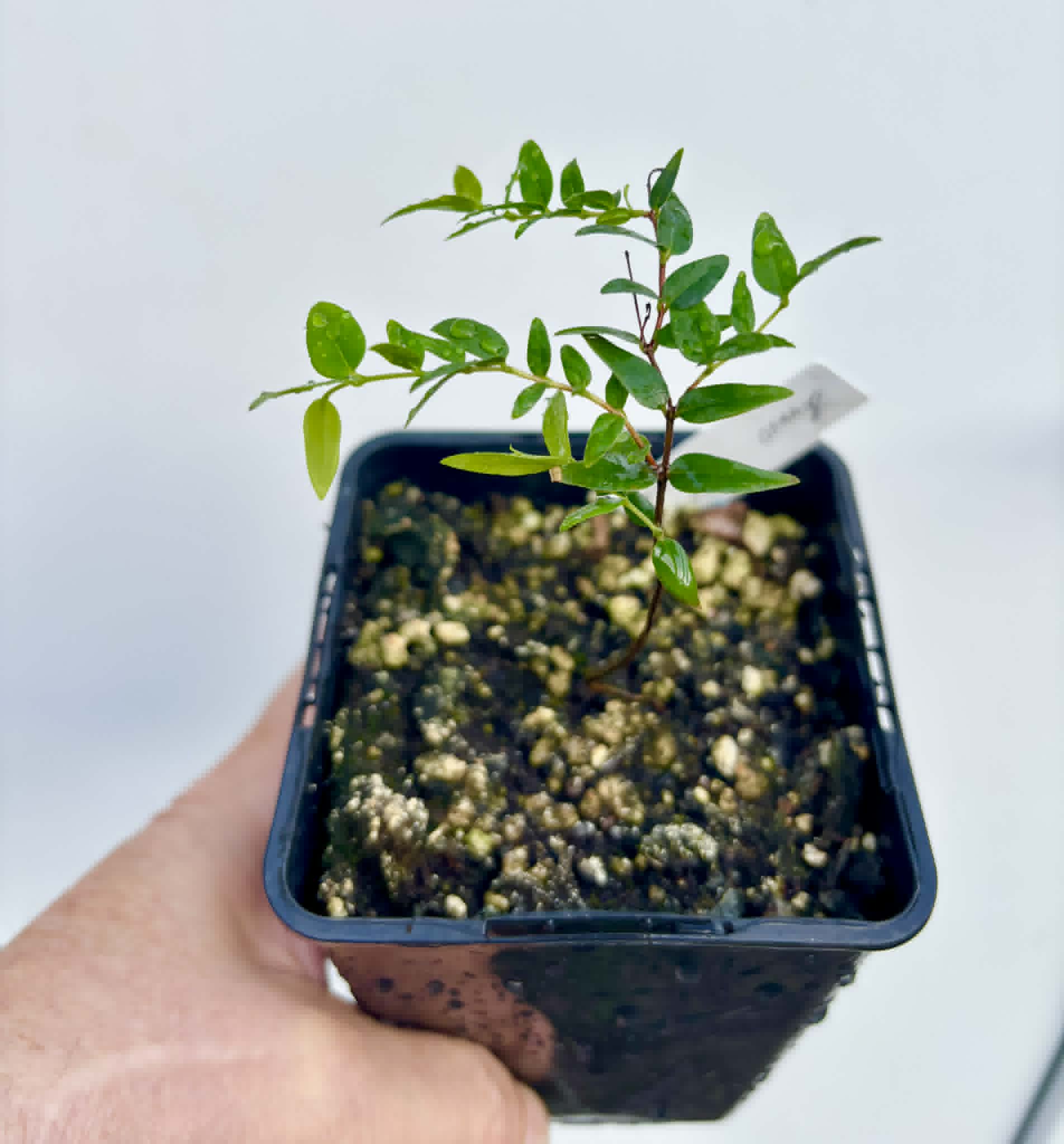 Myrciaria cuspidata ORANGE - 1 potted plant / 1 getopfte Pflanze