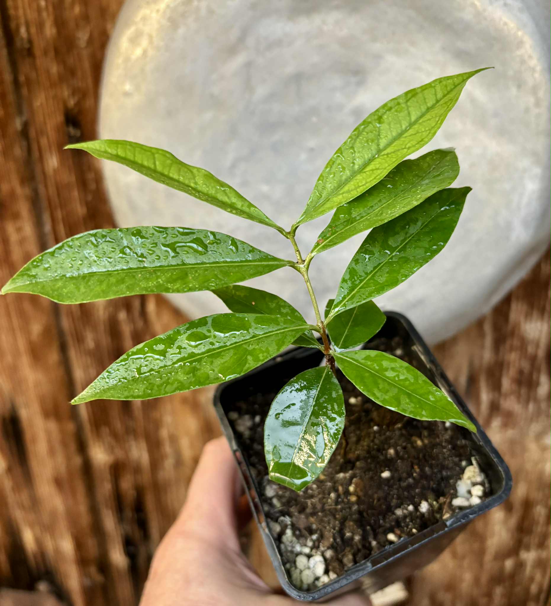 Eugenia sp Belmonte -  1 potted seedling / 1 getopfter Sämling