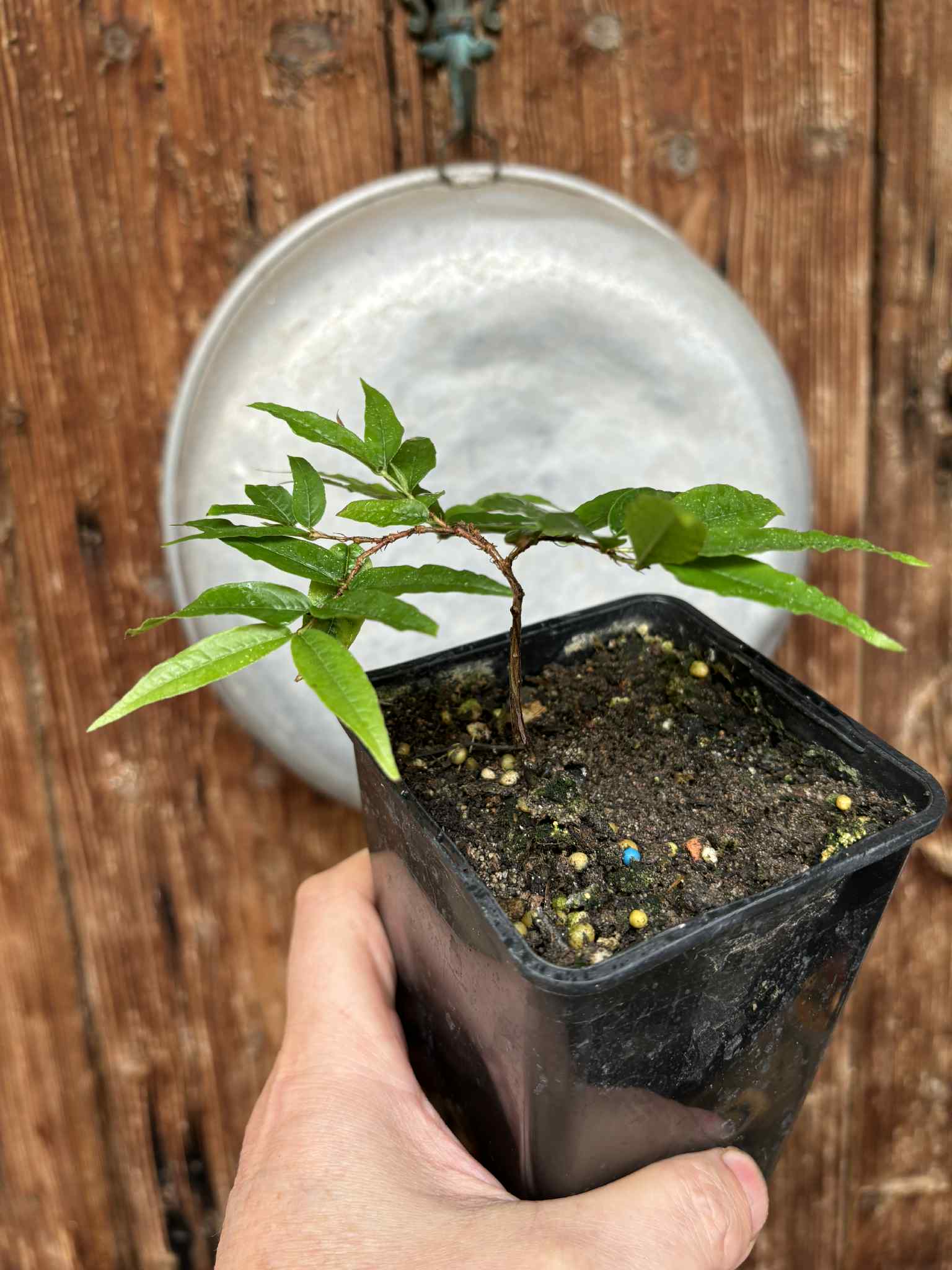 Plinia spiritosantensis var. Mucuri Velvet - 1 potted plant/ 1 getopfte Pflanze Plinia spiritosantensis var. Mucuri Velvet - 1 potted plant/ 1 getopfte Pflanze