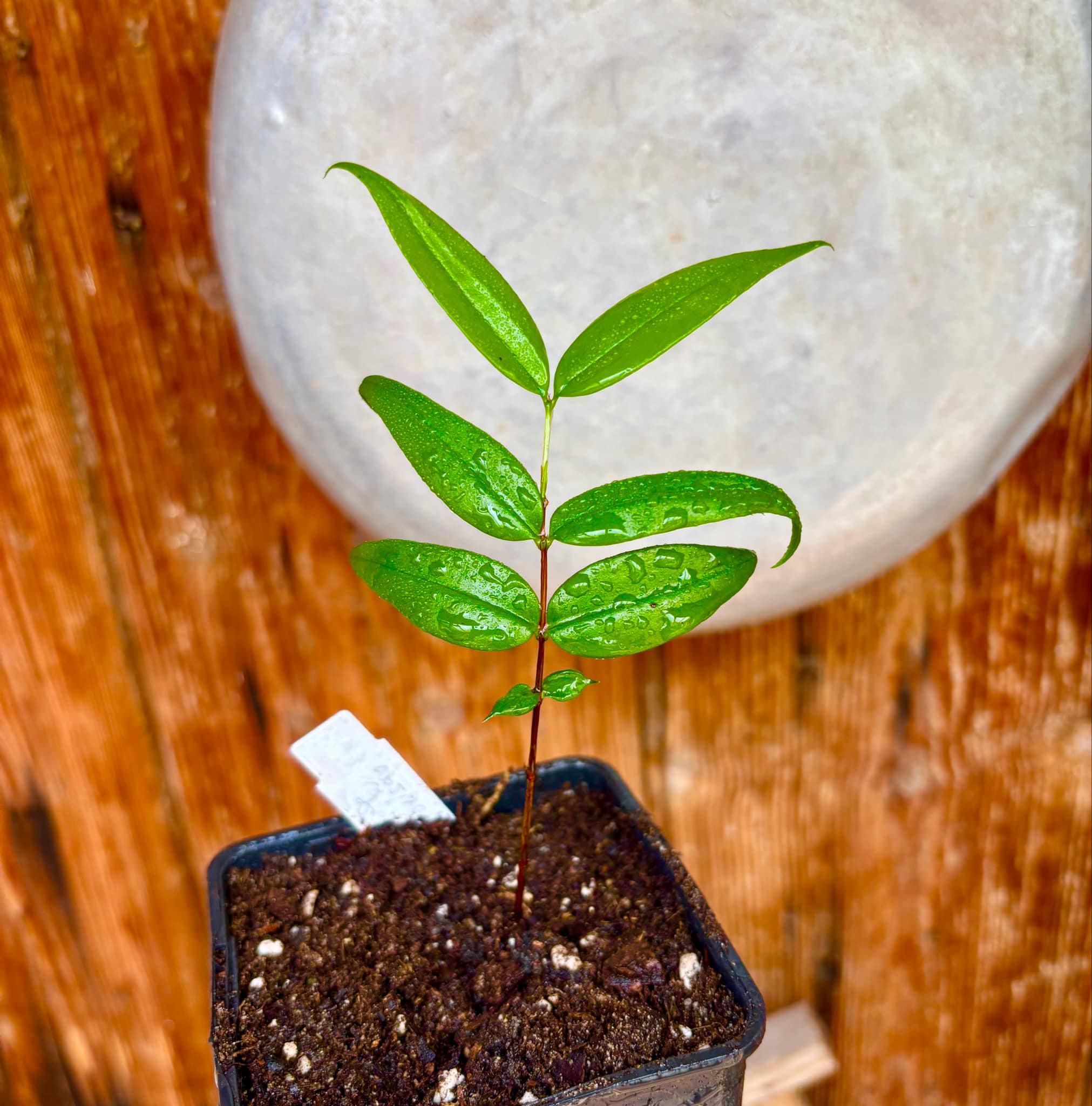 Mouriri sp Nova Provisão - 1 potted plant / 1 getopfte Pflanze