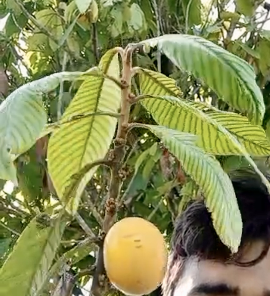 Ecclinusa sp Doce - 1 fresh seed / 1 frischer Samen