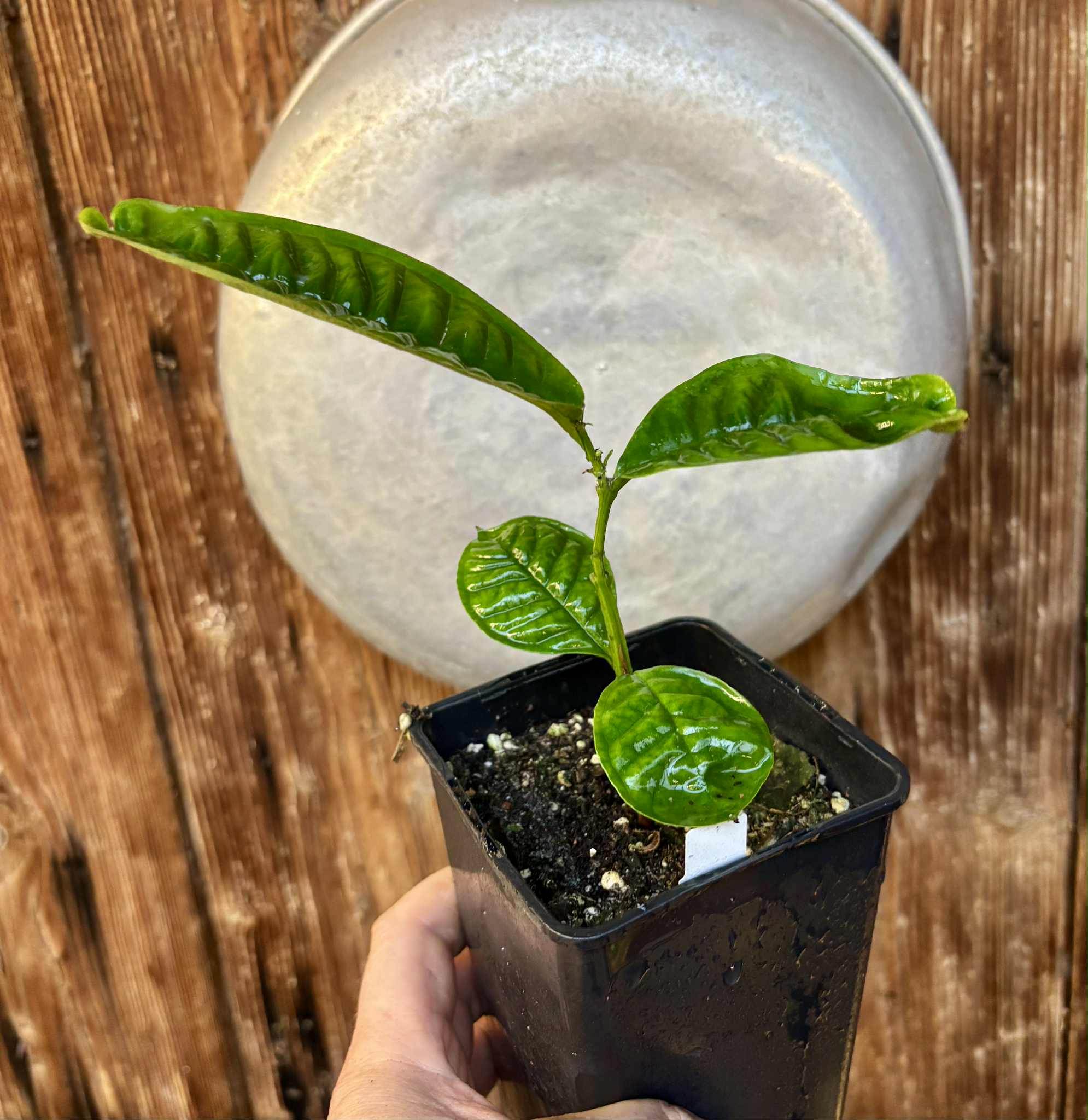 Gowok (Syzygium polycephalum) - 1 potted seedling / 1 getopfter Sämling Gowok (Syzygium polycephalum) - 1 potted seedling / 1 getopfter Sämling