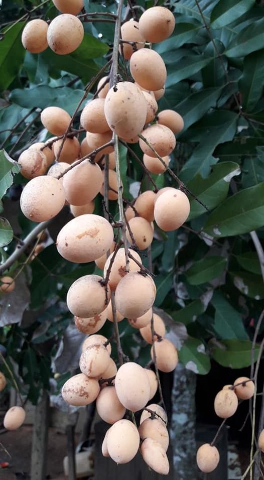 Talisia cerasina - 1 fresh seed / 1 frischer Samen