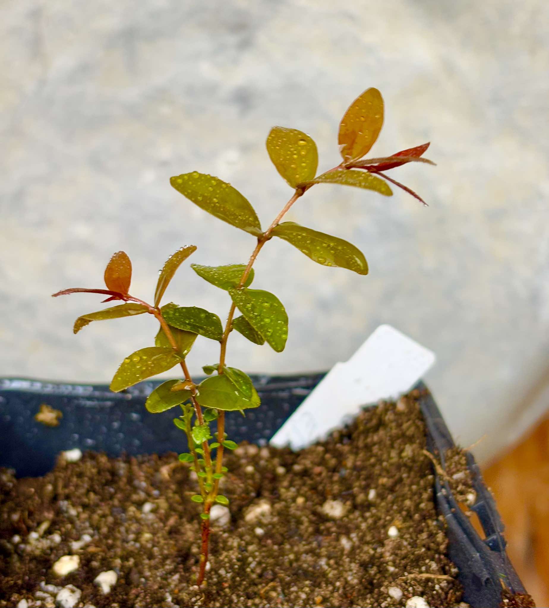 Eugenia pyriformis var Eldorado - Uvaia Doce - 1 small potted seedling / 1 kleiner, getopfter Sämling Eugenia pyriformis var Eldorado - Uvaia Doce - 1 small potted seedling / 1 kleiner, getopfter Sämling