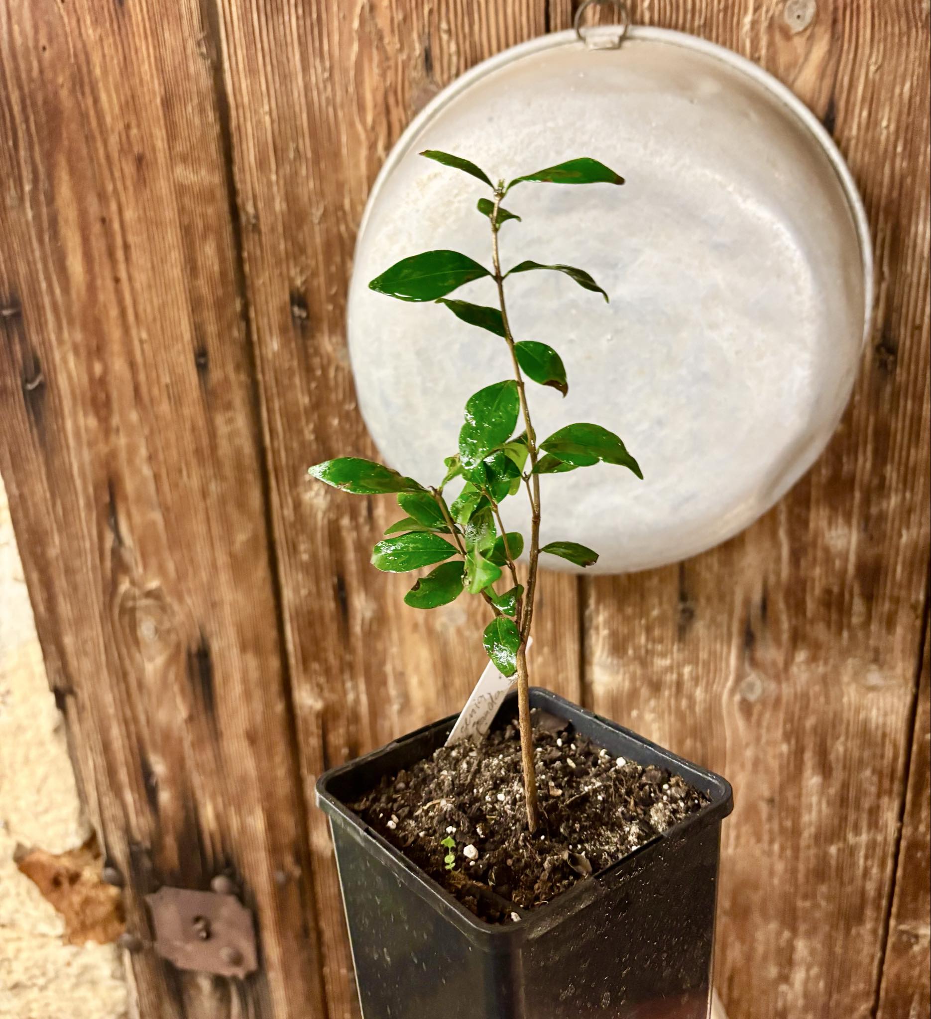 Eugenia repanda - 1 potted plant / 1 getopfte Pflanze