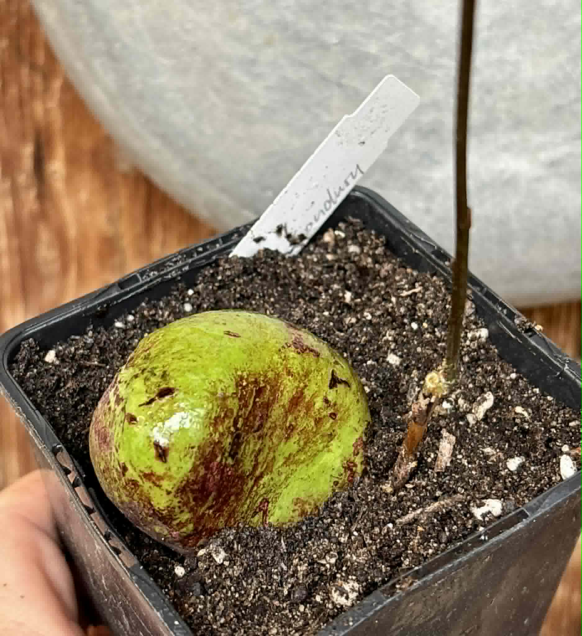 only 1 available - Eugenia sp BIG Conduru -  1 potted plant / 1 getopfte Pflanze