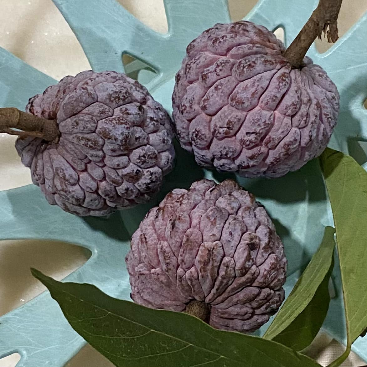 Red Annona squamosa - 1 fresh seed / 1 frischer Samen