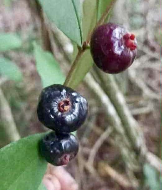 Eugenia sp Roxa do Rio - 1 fresh seed / 1 frischer Samen