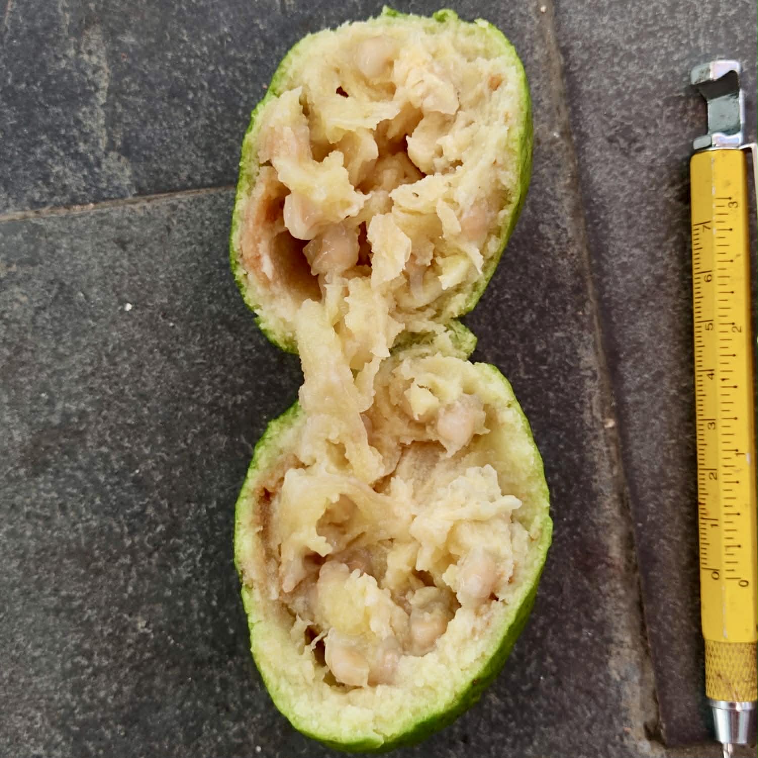 Pre Order - Psidium sp Anacardium -  1 fresh seed / 1 frischer Samen