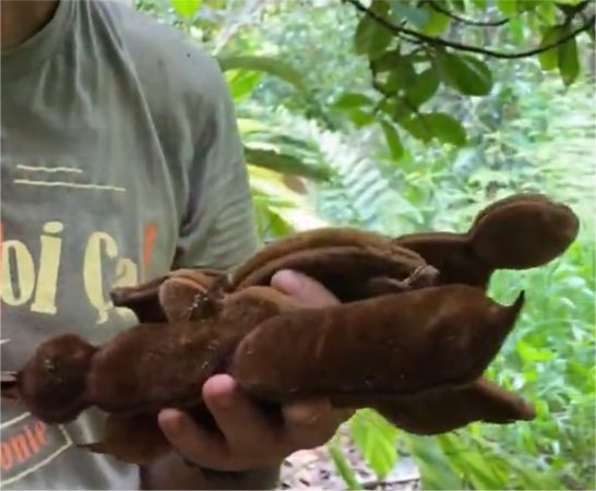 Inga velutina  - 1 fresh seed / 1 frischer Samen