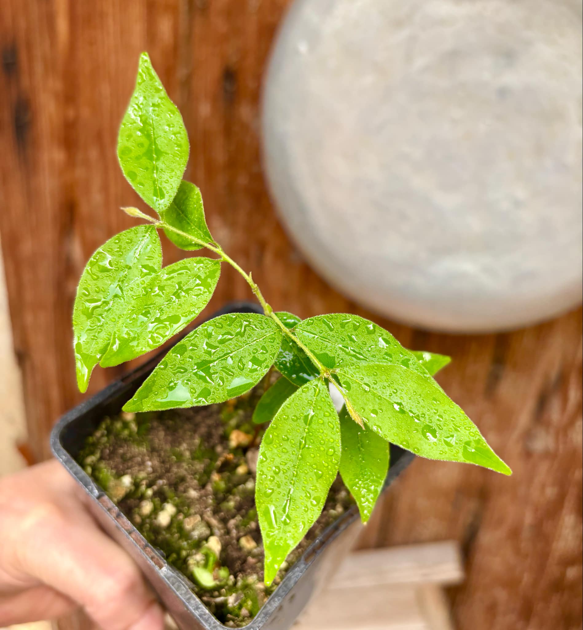 Eugenia sp Guajuba suave -  1 potted seedling / 1 getopfter Sämling