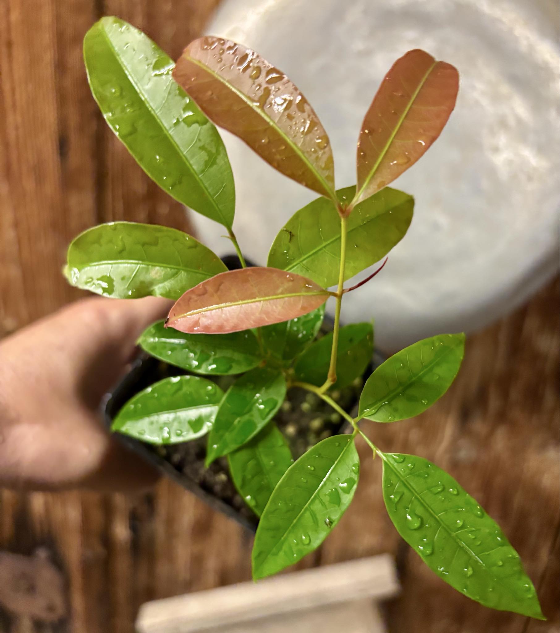 Talisia cerasina - 1 potted seedling / 1 getopfter Sämling