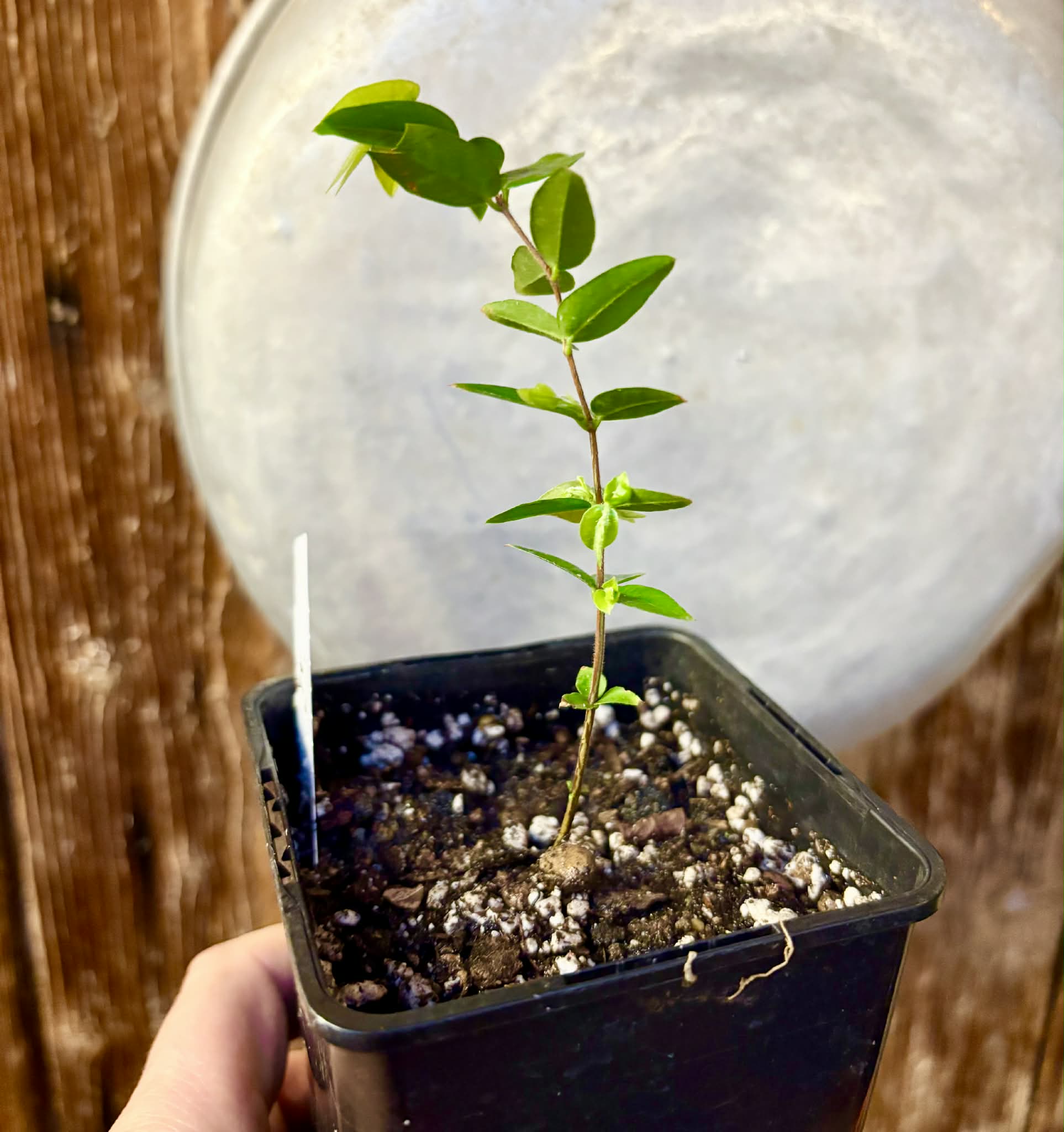 Myrciaria sp Cabeludinha preta (Blue Glomerata) - 1 small pottet seedling / 1 kleiner, getopfter Sämling