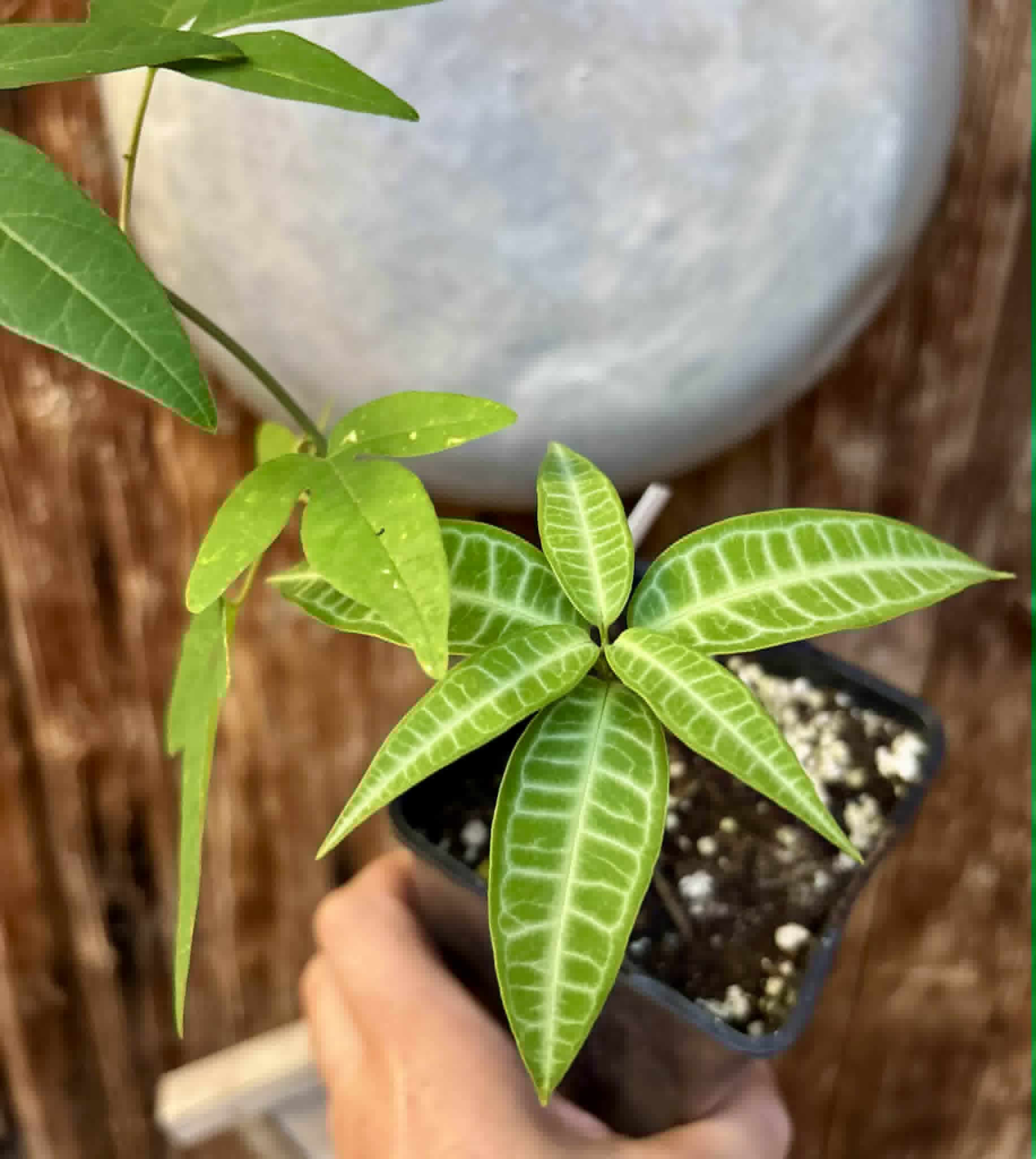 Eugenia sp Labisia + Maracuja do Cerrado (Passiflora cincinnata) - 2 seedlings in one pot / 2 Sämlinge in einem Topf