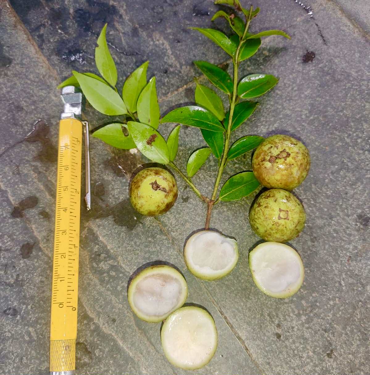 Plinia sp. fruta verde - folha miúda - 1 fresh seed / 1 frischer Samen