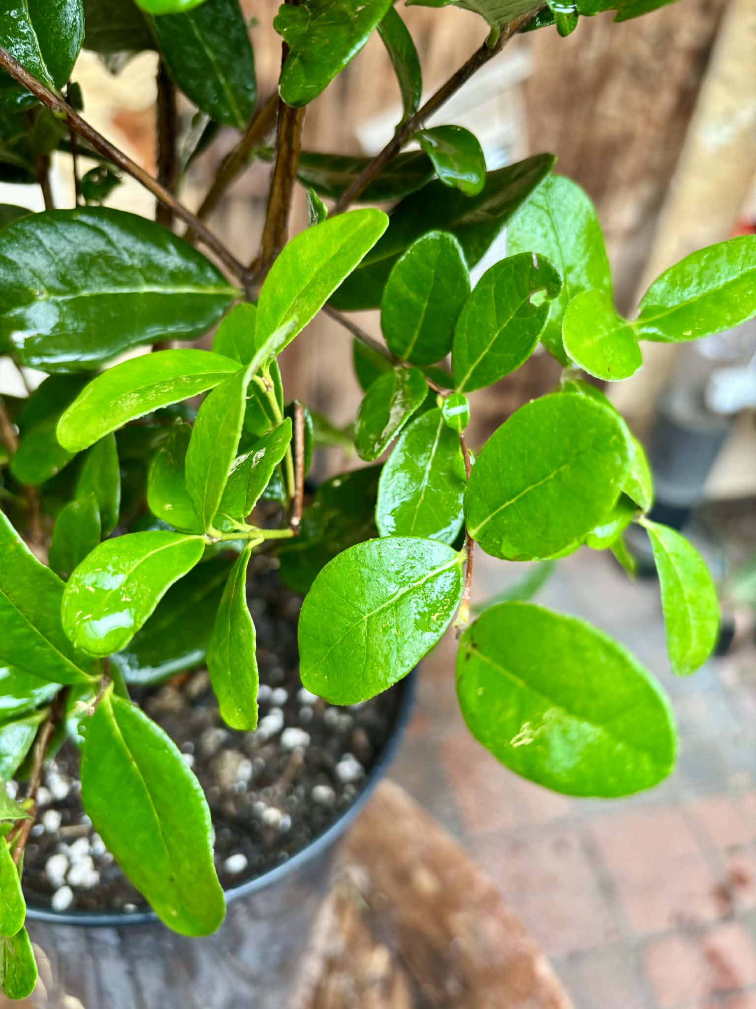 4 years old - Feijoa (Acca sellowiana)  - 1 potted plant / 1 getopfte Pflanze