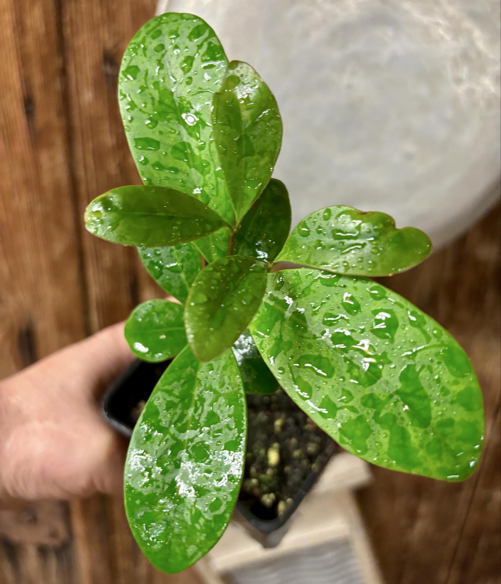 Myrcia sp Jequitinhonha - 1 potted seedling / 1 getopfter Sämling Myrcia sp Jequitinhonha - 1 potted seedling / 1 getopfter Sämling