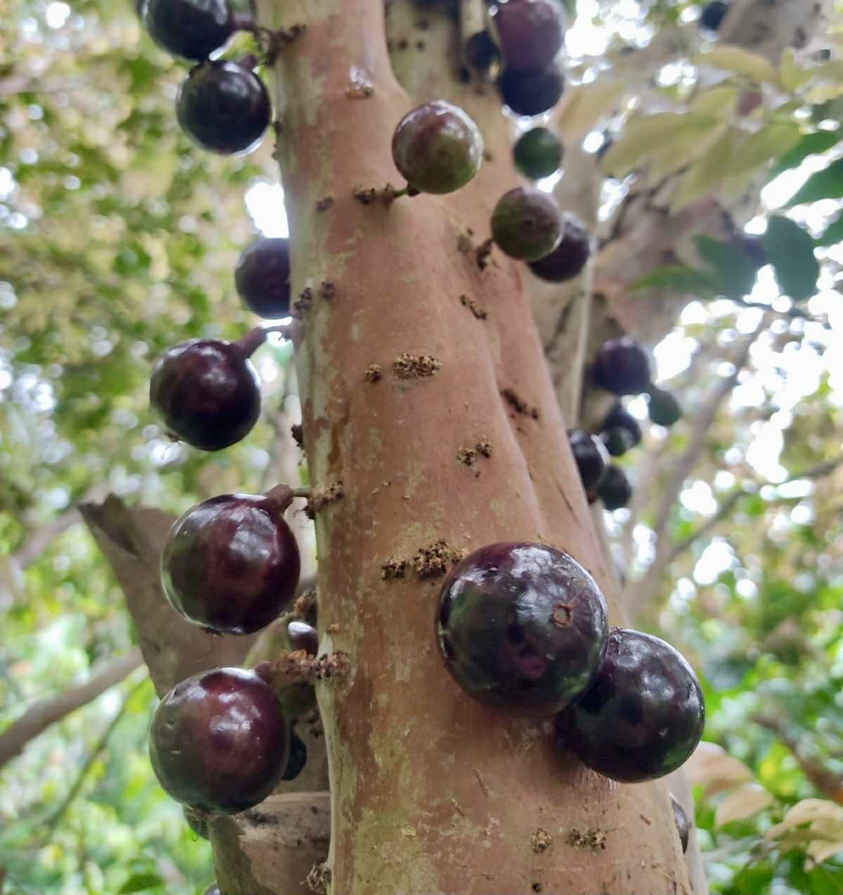 Plinia sp. Rajada Matriz 1 - 1 fresh seed / 1 frischer Samen