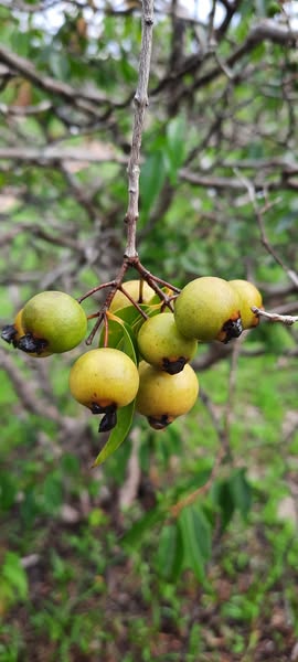 Guayabita (Psidium oligospermum) - 5 fresh seeds / 5 frische Samen Guayabita (Psidium oligospermum) - 5 fresh seeds / 5 frische Samen