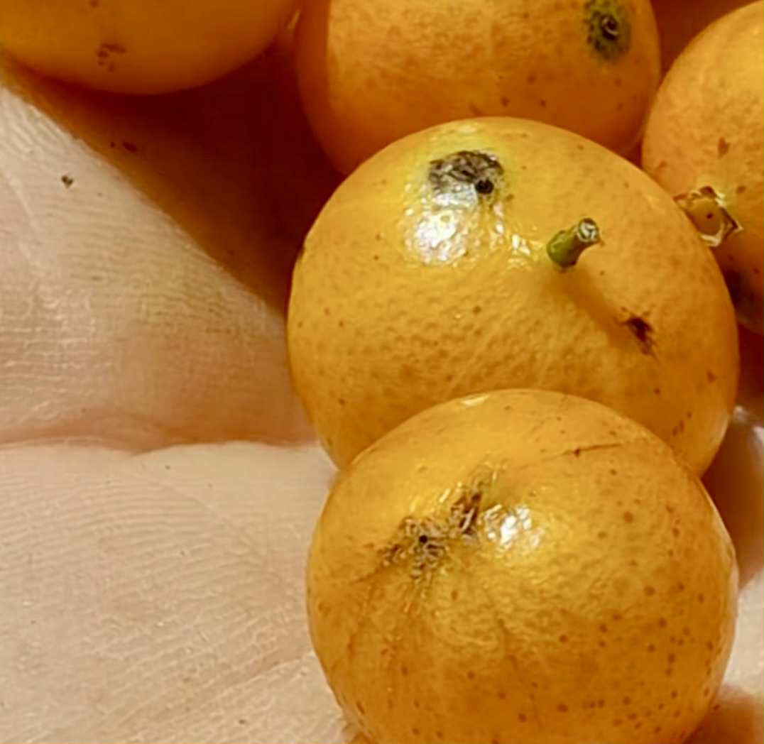 Yellow Guaburiti (Plinia rivularis var. flava) - 1 fresh seed / 1 frischer Samen