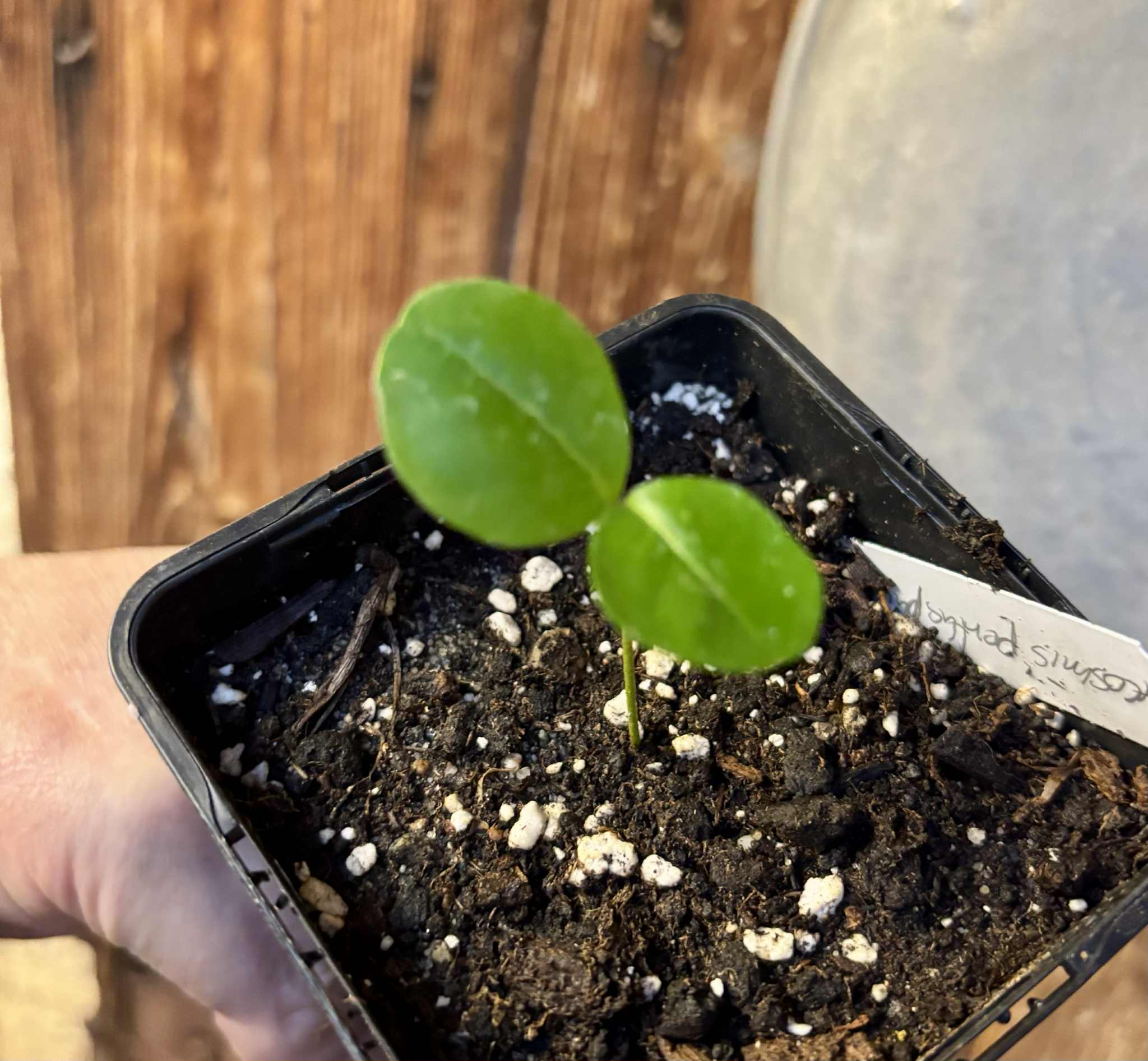 Glycosmis trifoliata - Orangeberry -  1 small seedling / 1 kleiner Sämling