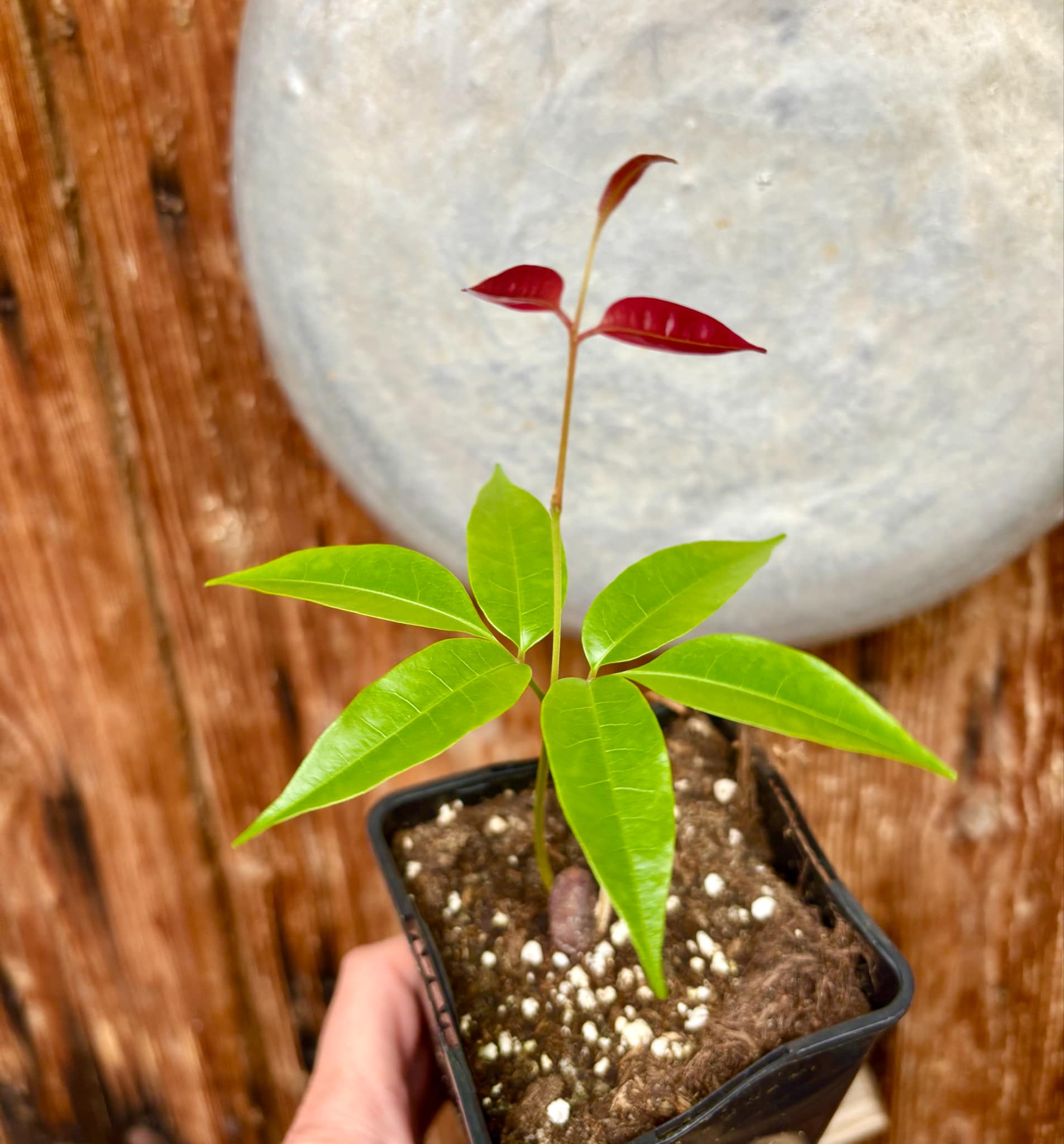 Talisia cerasina - 1 potted seedling / 1 getopfter Sämling