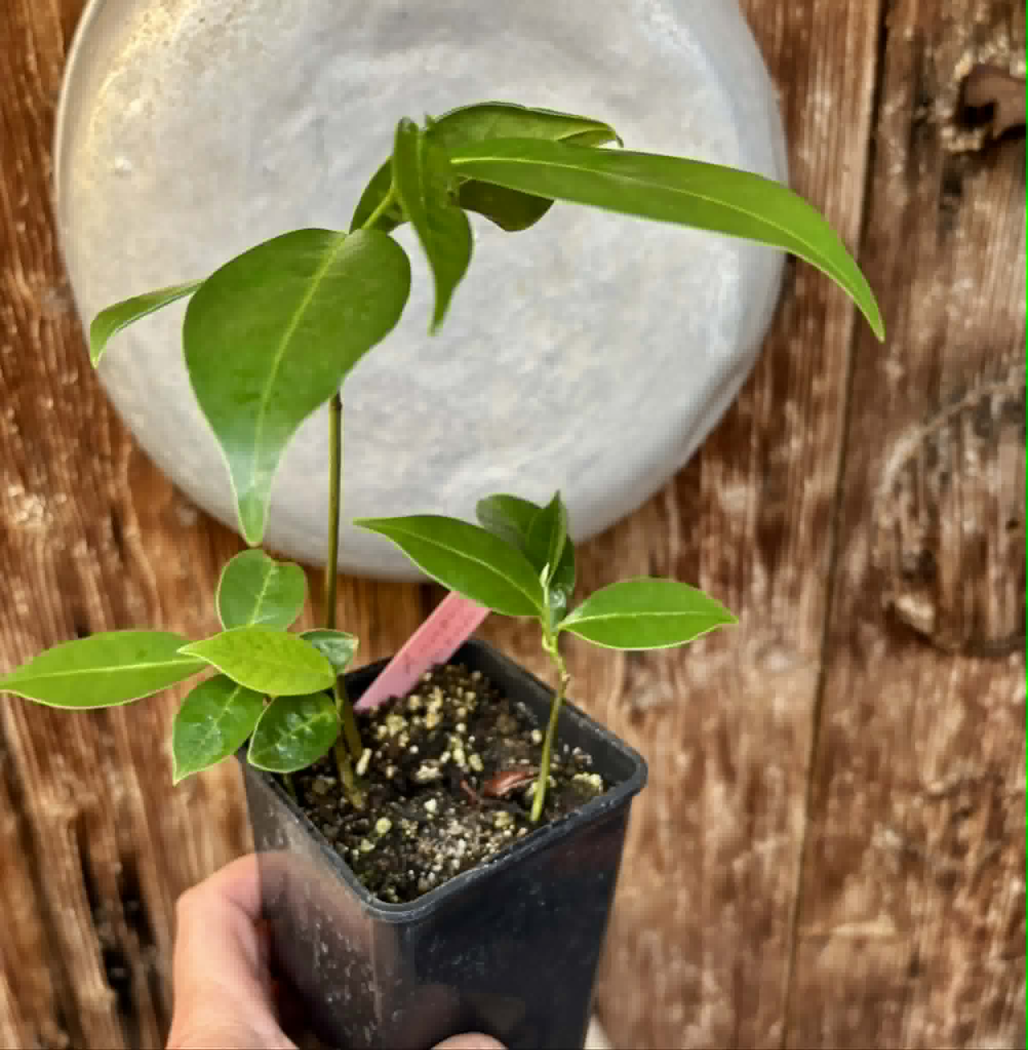 3 in 1 pot - Annona montana - Mountain Soursop - 3 seedlings in one pot / 3 Sämlinge in einem Topf