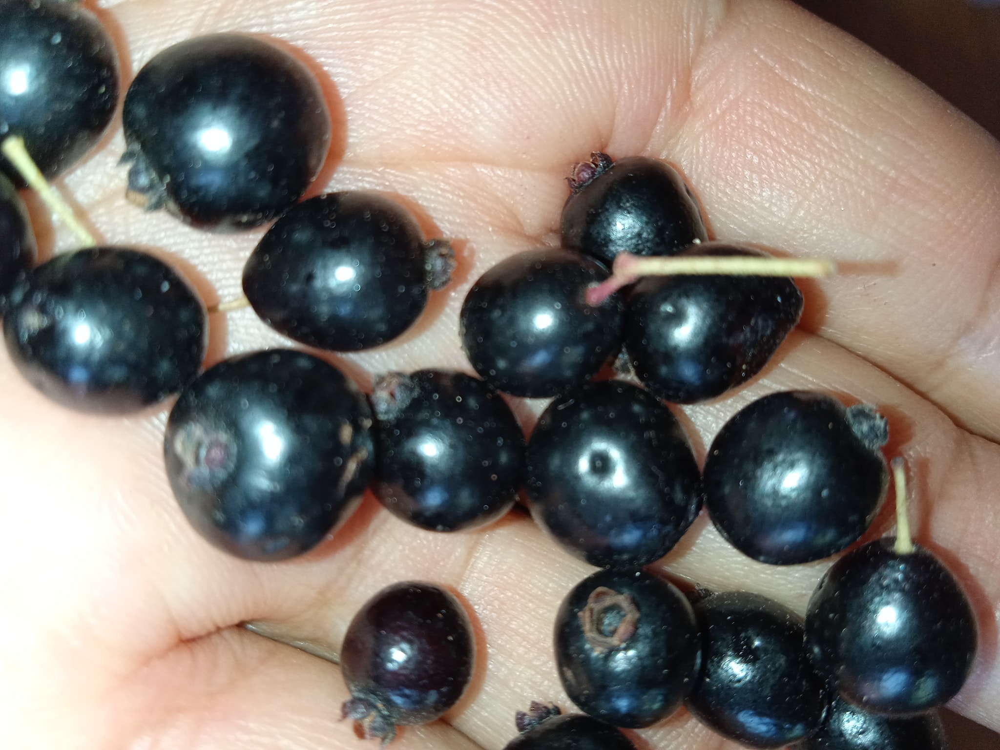 Guamirim roxa (Calyptranthes sp) - 1 potted plant / 1 getopfte Pflanze