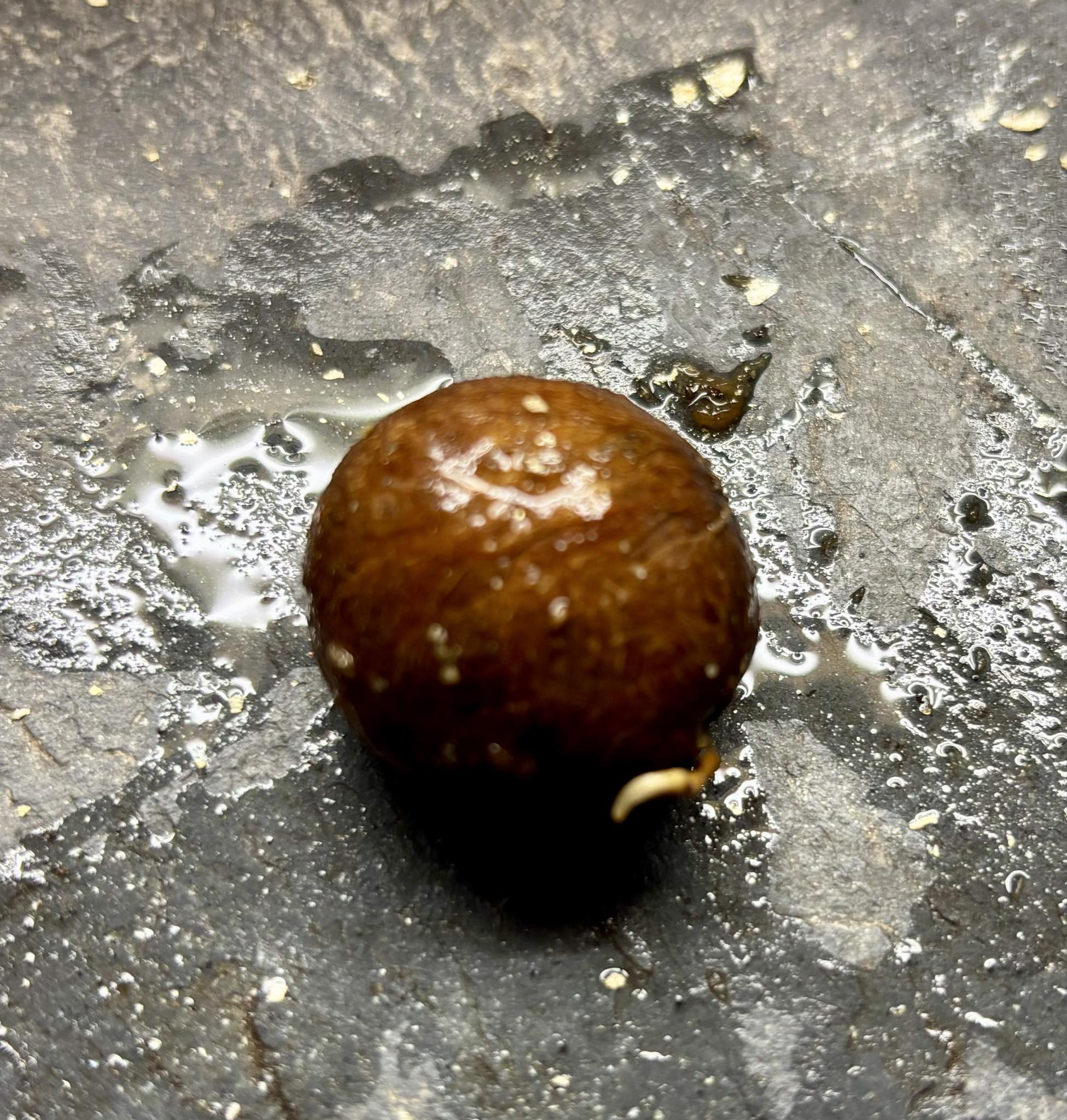 Plinia longiacuminata -  1 germinated seed / 1 gekeimter Samen