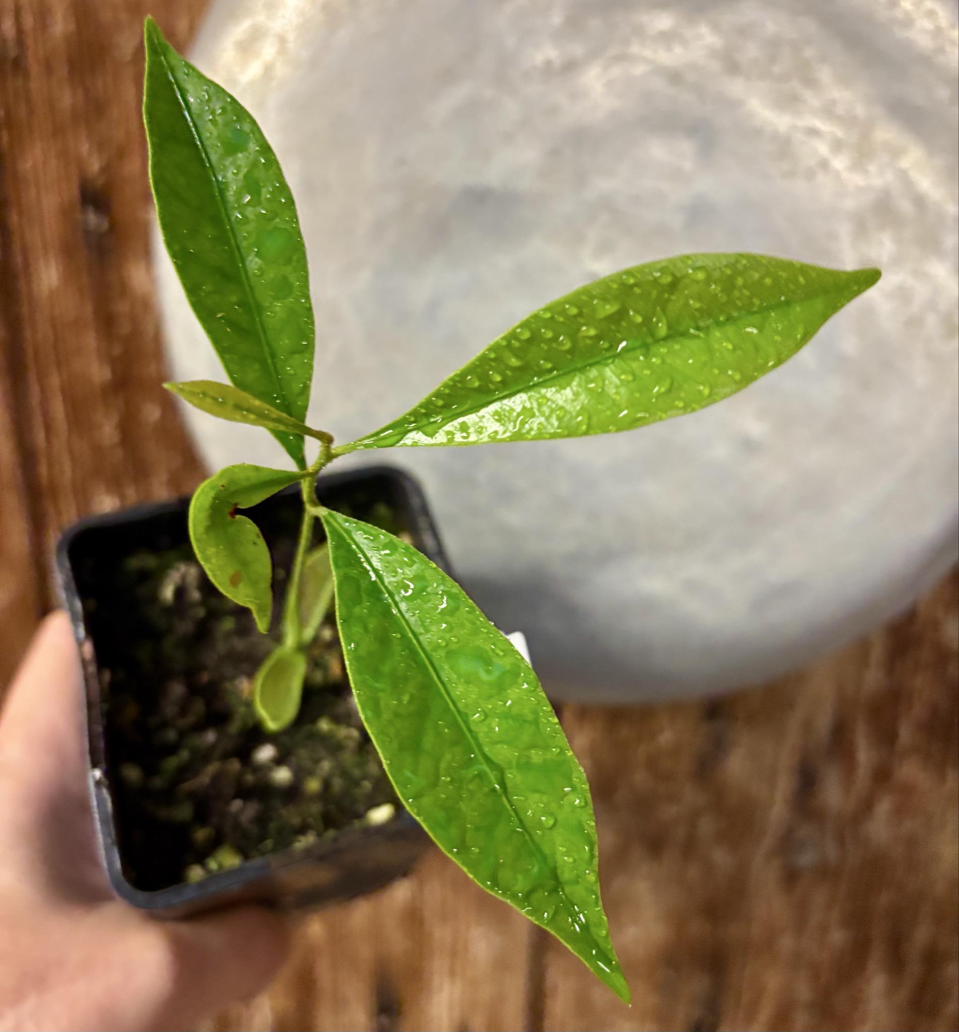 Pouteria aff egregia  -  1 potted seedling / 1 getopfter Sämling
