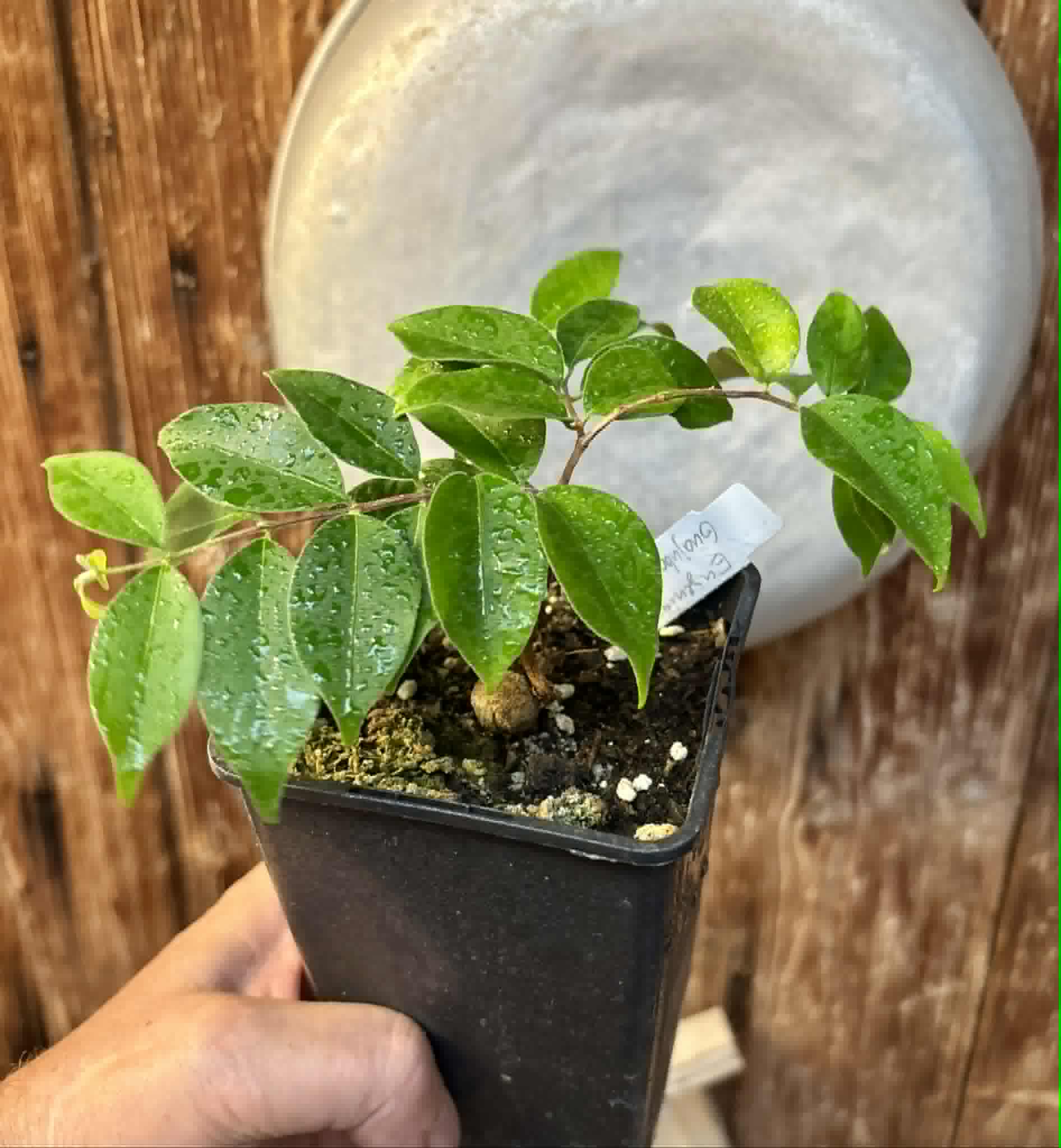 Eugenia sp Guajuba suave -  1 potted seedling / 1 getopfter Sämling