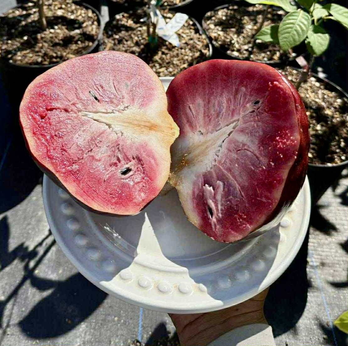Annona reticulata var Ruby Heart- 1 fresh seed / 1 frischer Samen