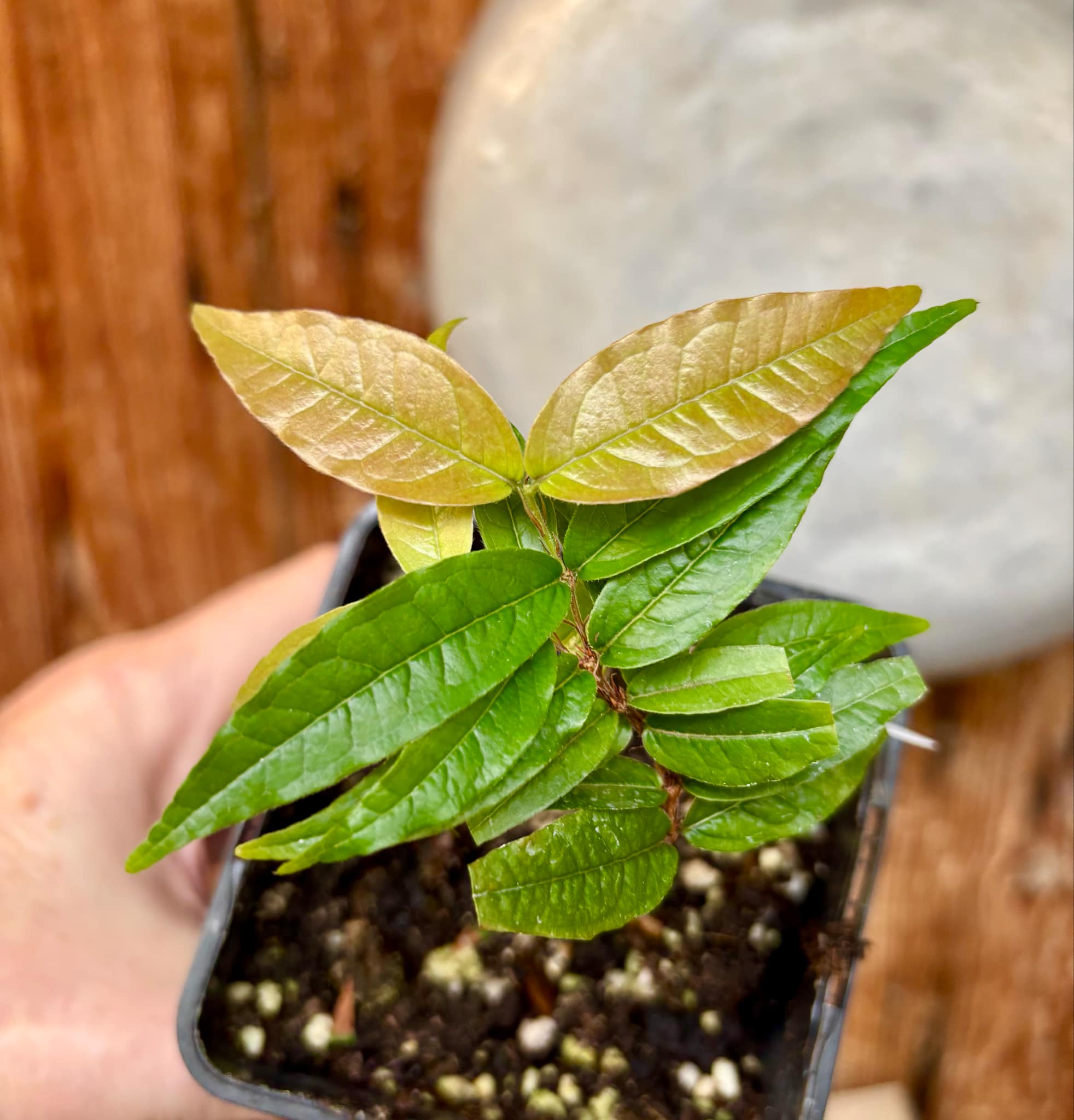 Plinia spiritosantensis var. Mucuri Velvet - 1 potted plant/ 1 getopfte Pflanze