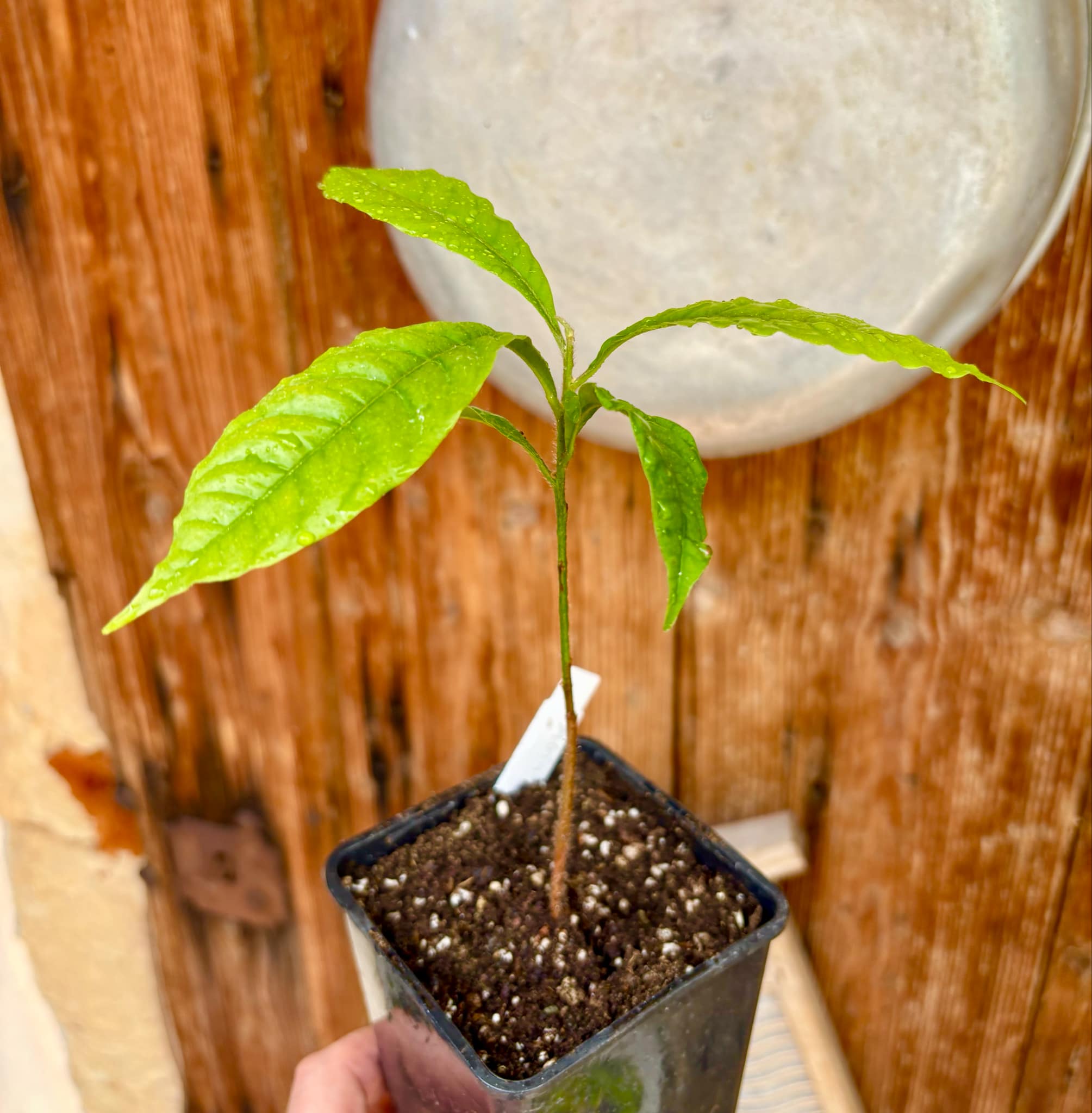 Abiu (Pouteria caimito) - 1 potted plant / 1 getopfte Pflanze
