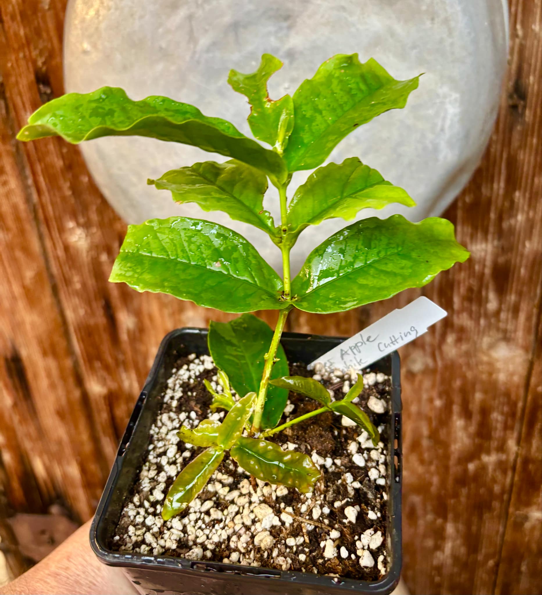 White variety - Syzygium aqueum - Water Apple - 1 rooted cutting - 1 bewurzelter Steckling White variety - Syzygium aqueum - Water Apple - 1 rooted cutting - 1 bewurzelter Steckling
