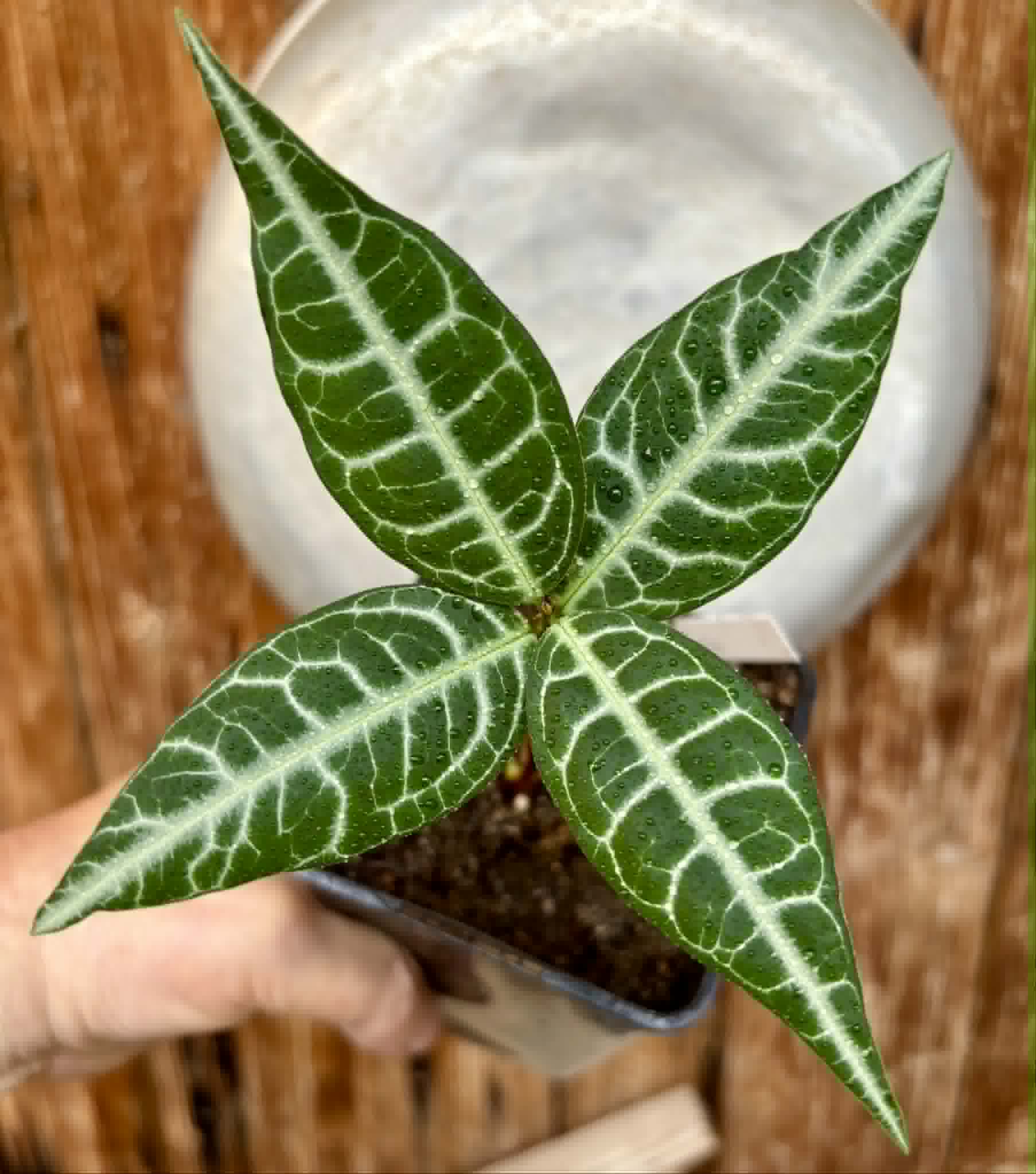 Eugenia sp Labisia -  1 potted plant / 1 getopfte Pflanze
