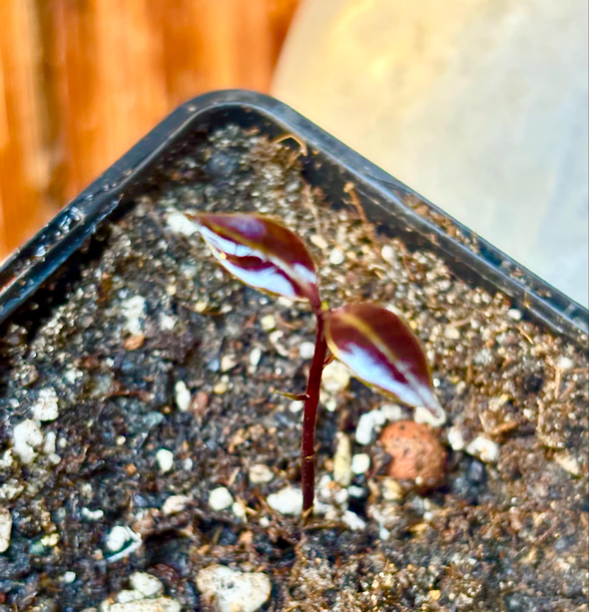 Eugenia sp Sementes branca Polpa roxa -  1 small potted seedling / 1 kleiner, getopfter Sämling