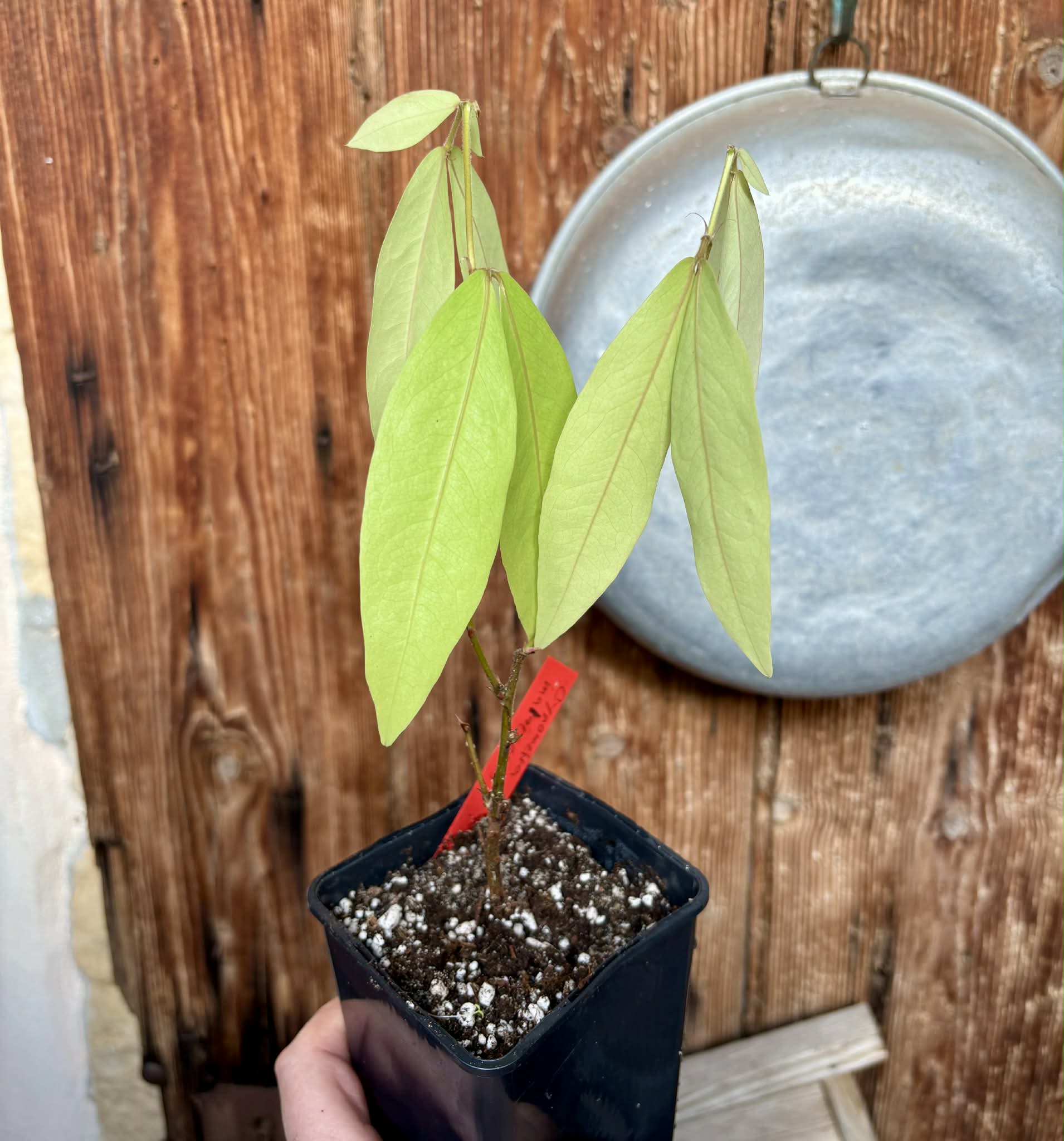 Cynometra malaccensis -  1 potted seedling / 1 getöpfter Sämling