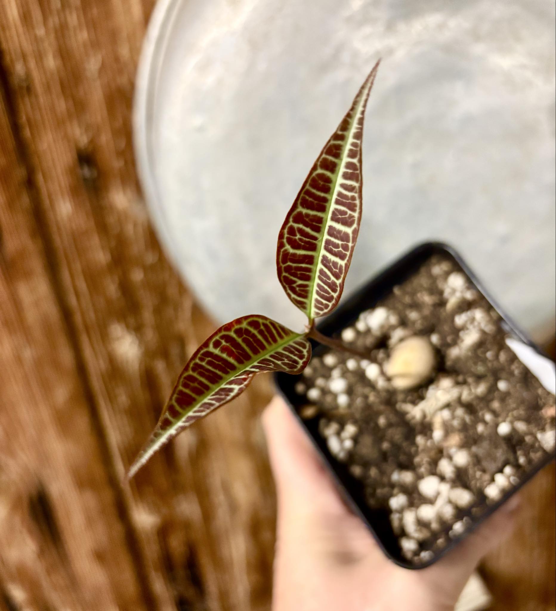 Eugenia sp Labisia -  1 potted seedling / 1 getopfter Sämling