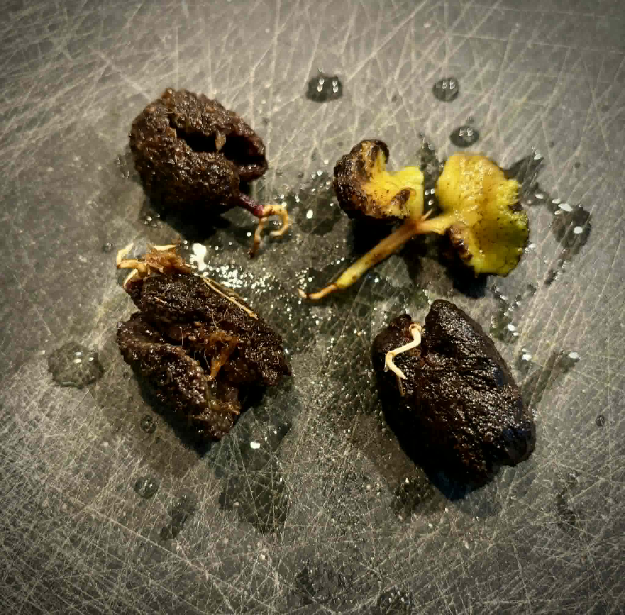 Syzygium jiewhoei - 1 germinated seed / 1 gekeimter Samen